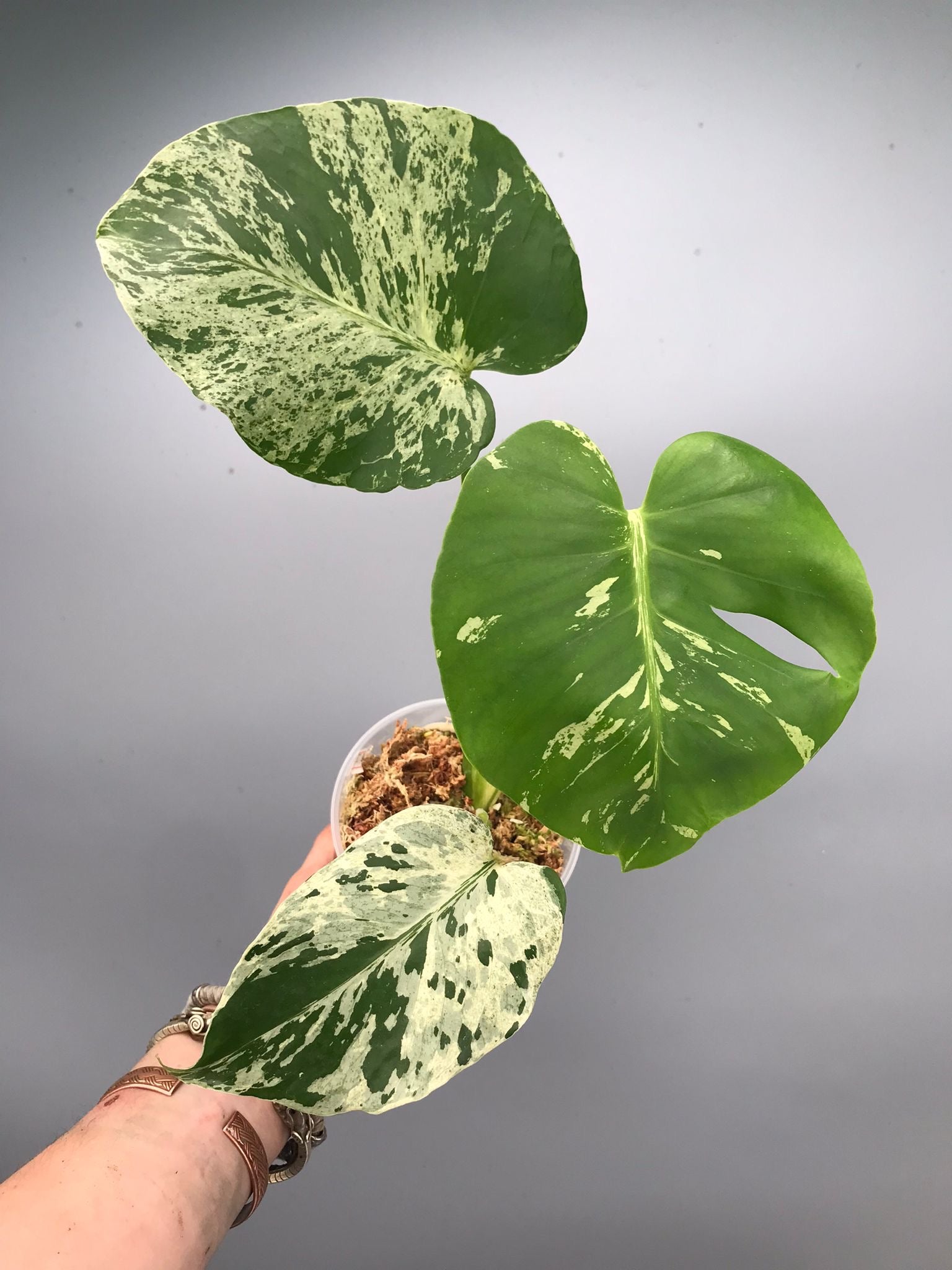 Monstera bulbasaur