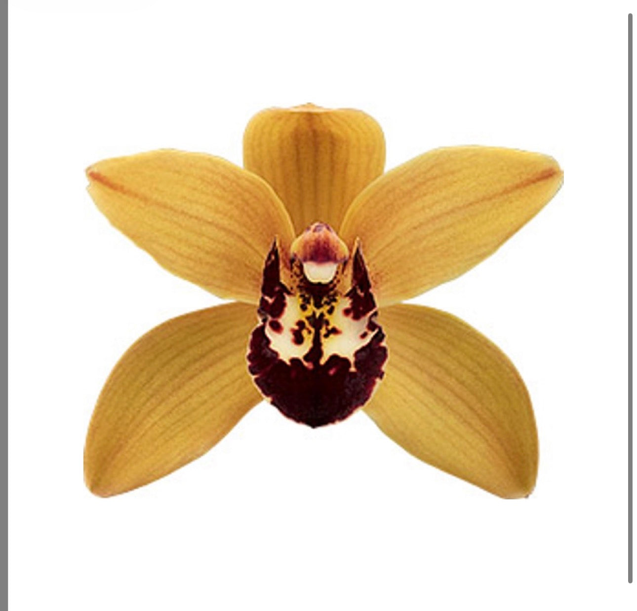 Cymbidium Hazel Flor ''orange mandarin''