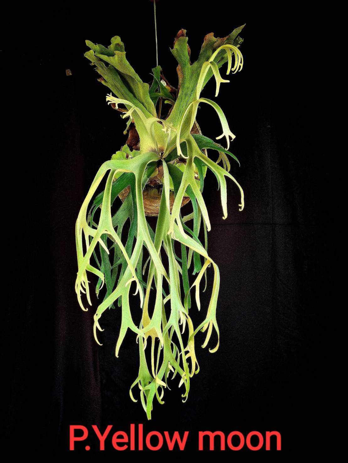 Platycerium willinckii "Yellow Moon" Dwarf