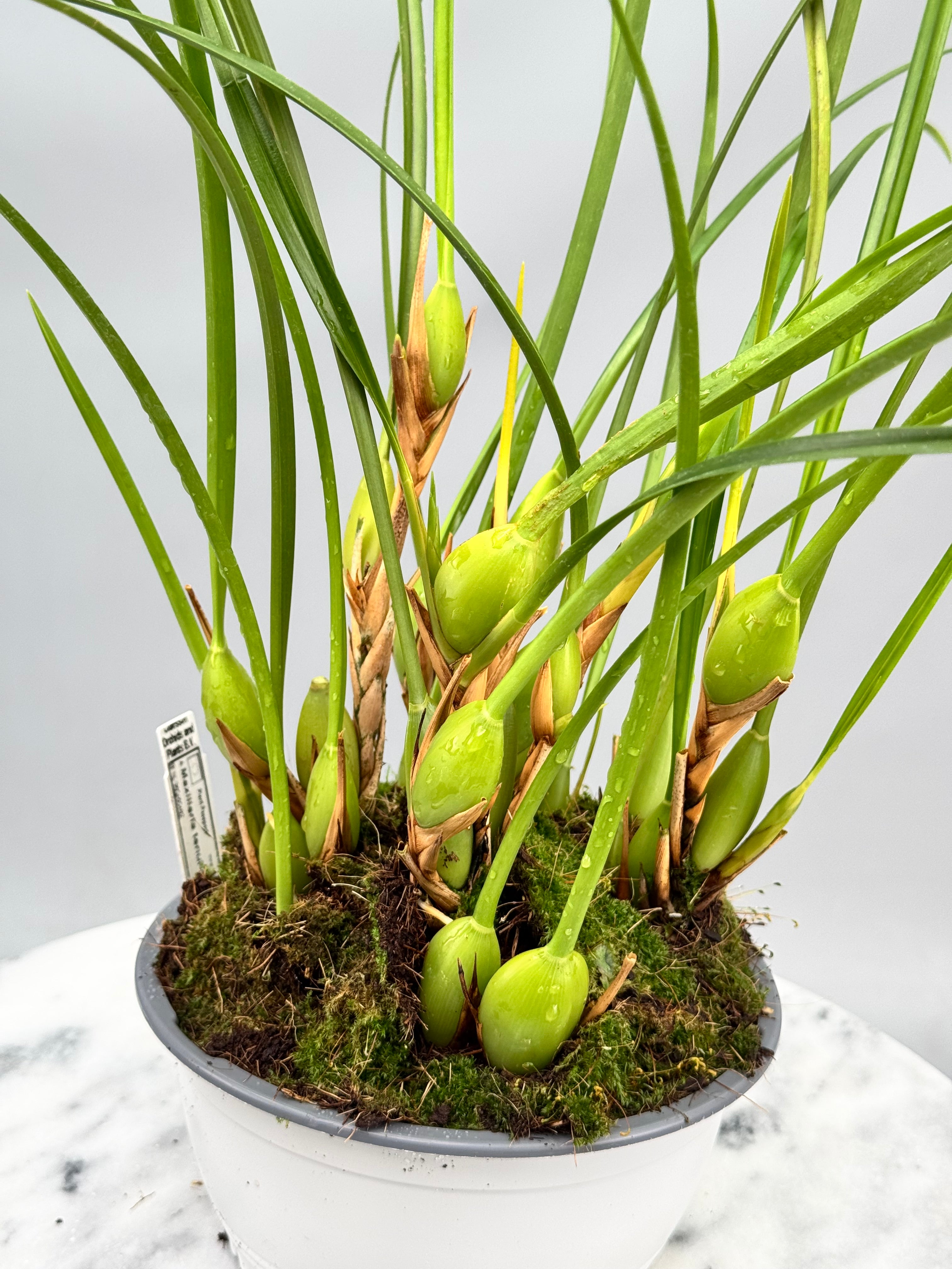 Maxillaria tenuifolia ‘Dark 2nd generation’ "Big Plant"