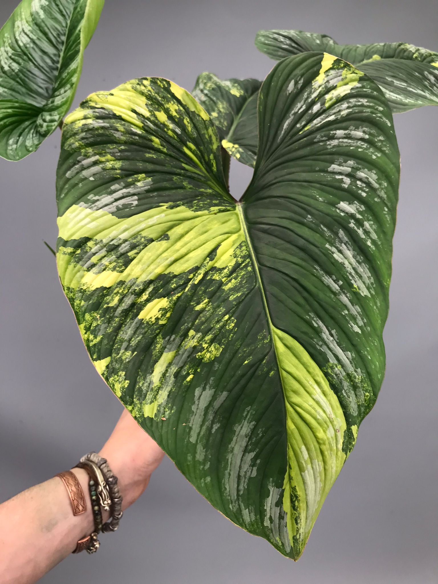 philodendron melonii variegata Philodendron mamei variegata mint (nr 4)