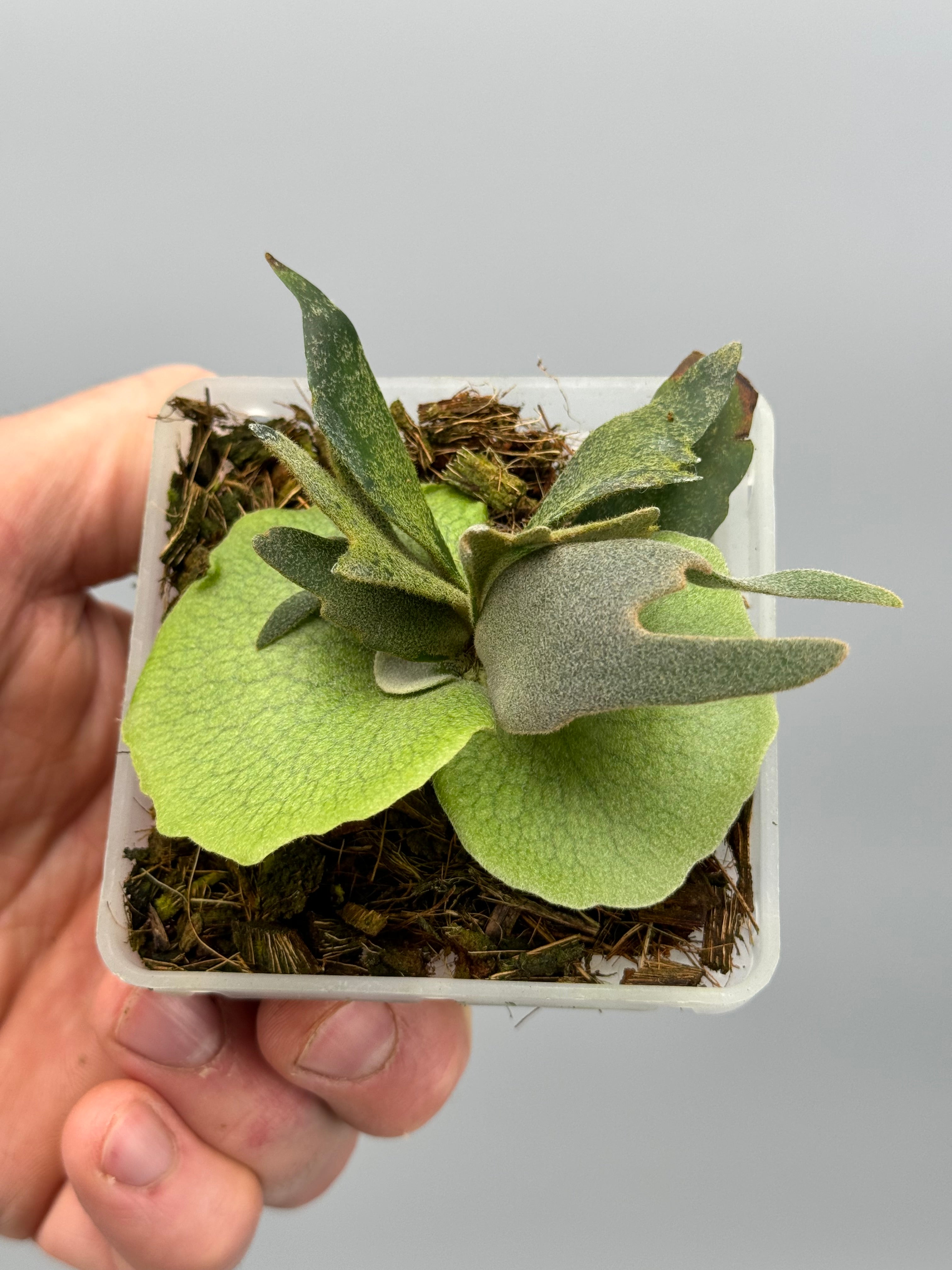 Platycerium willinckii "Jade Girl" (Medium Size)