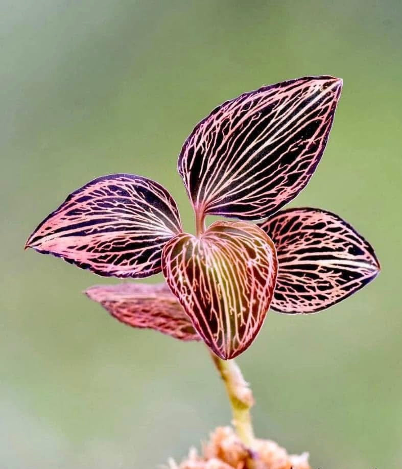 Anoectochilus reinwardtii Blume 1858 "Distinction"
