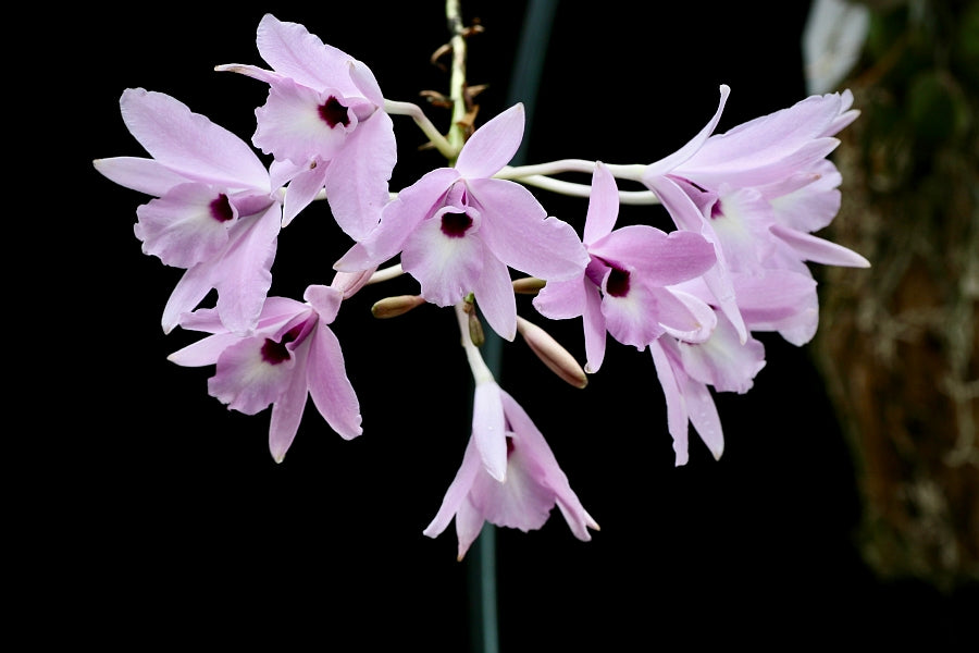 Laelia rubescens "Big Plant"