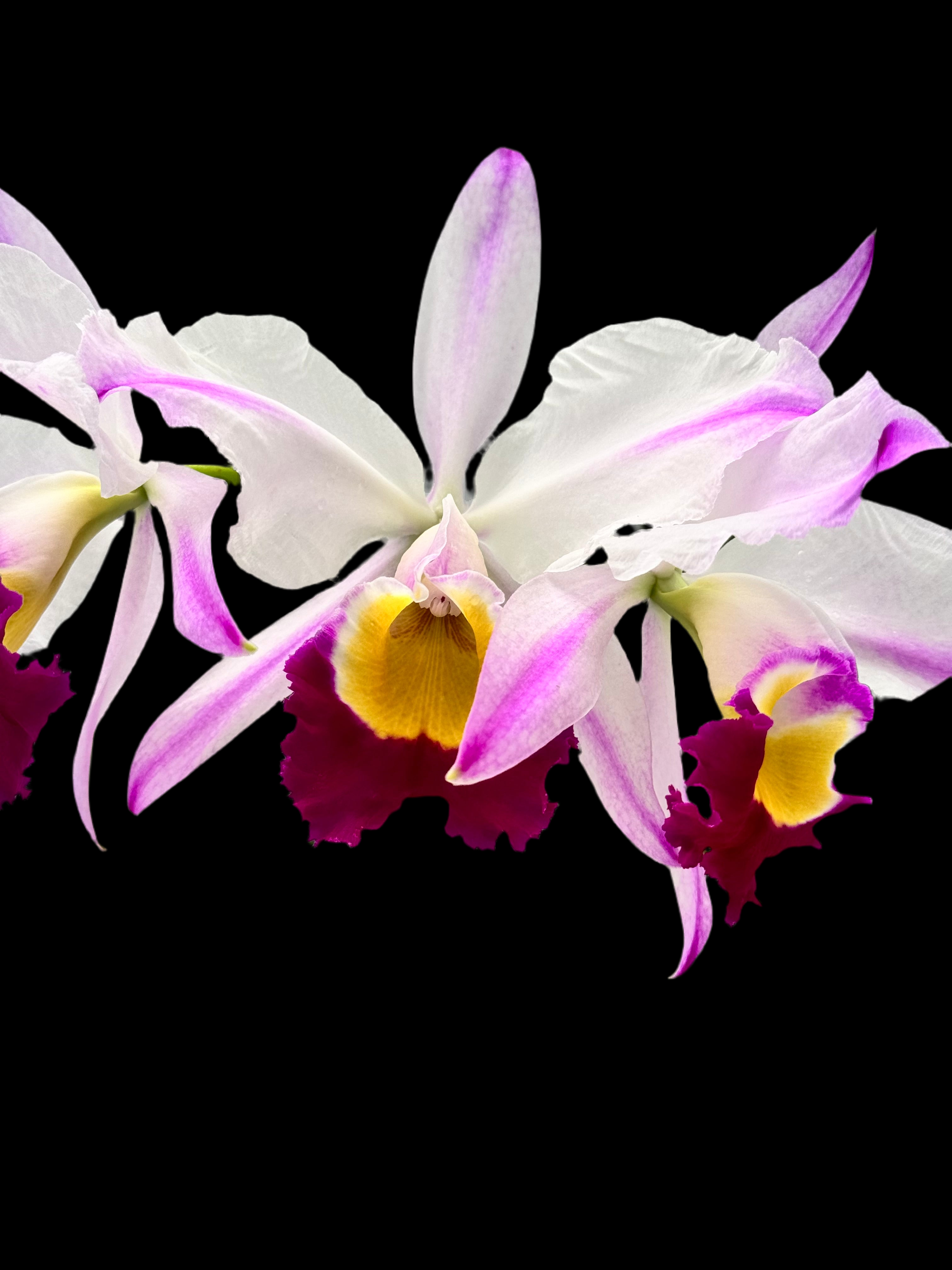 Cattleya wallisii F.S./A Flamea (Original) ’Hilela’ (OG)Big Plant