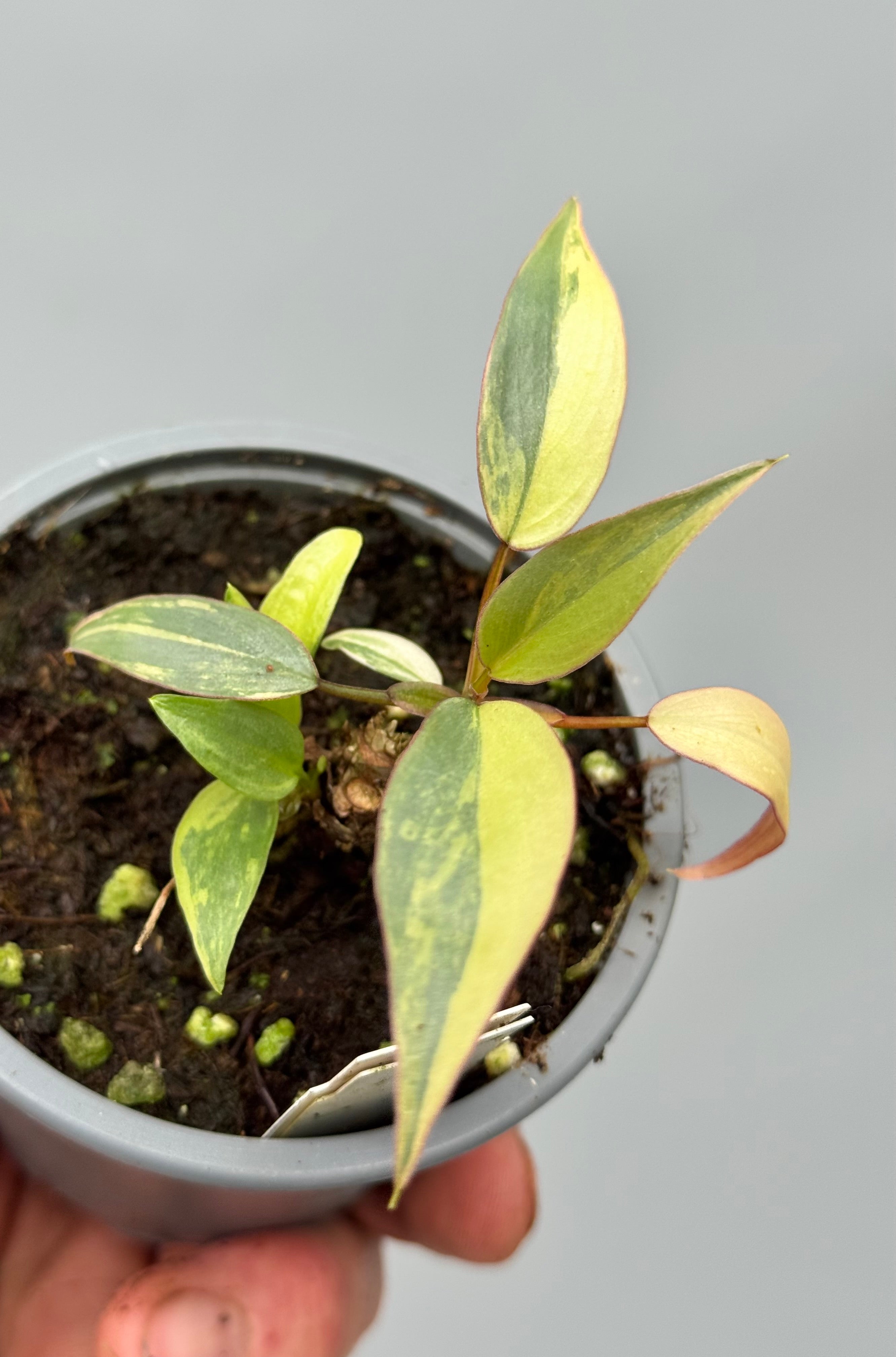 Philodendron atabapoense variegata Pink nr 1