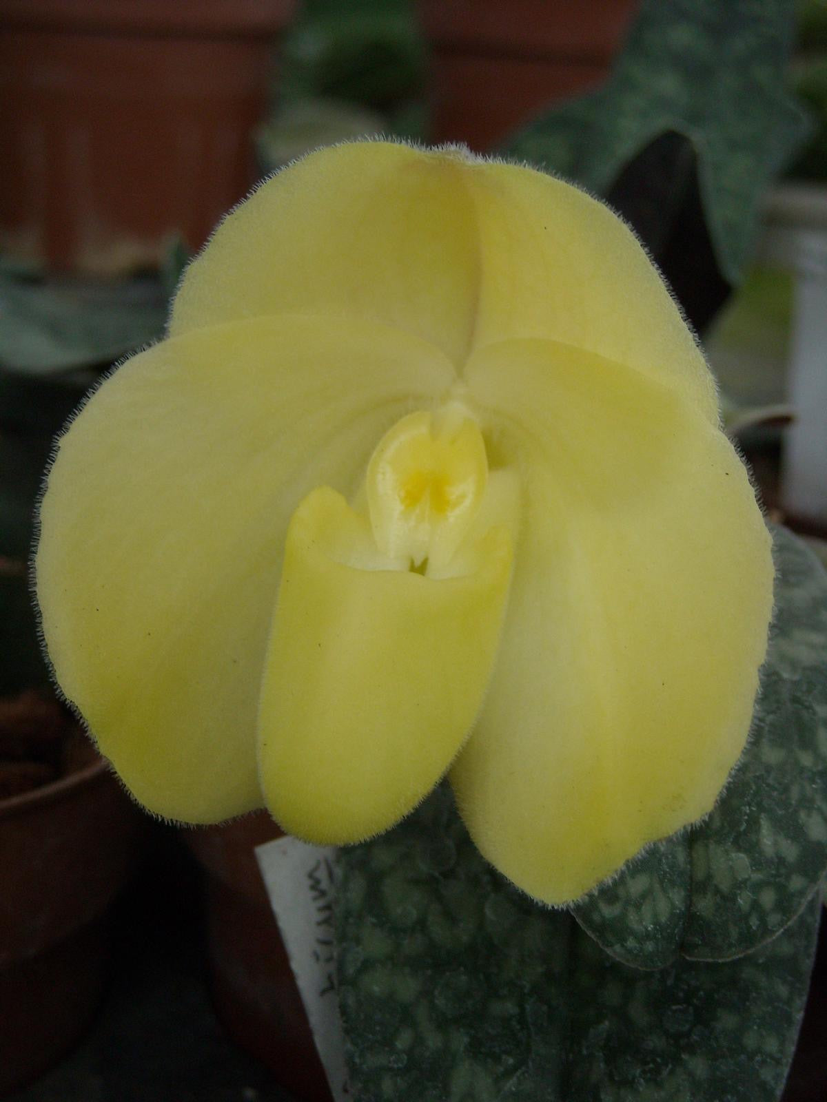 Paphiopedilum wenshanense alba