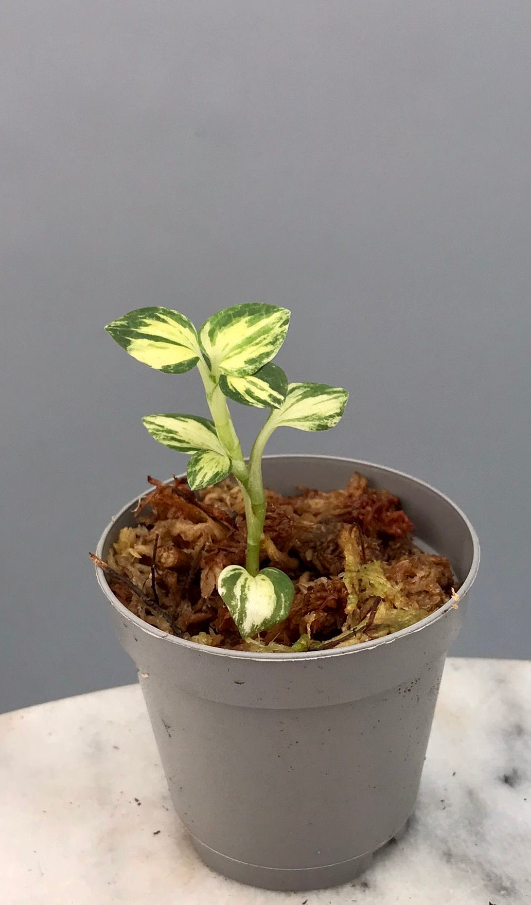 Goodyera schlechtendaliana "indoor Variegata"