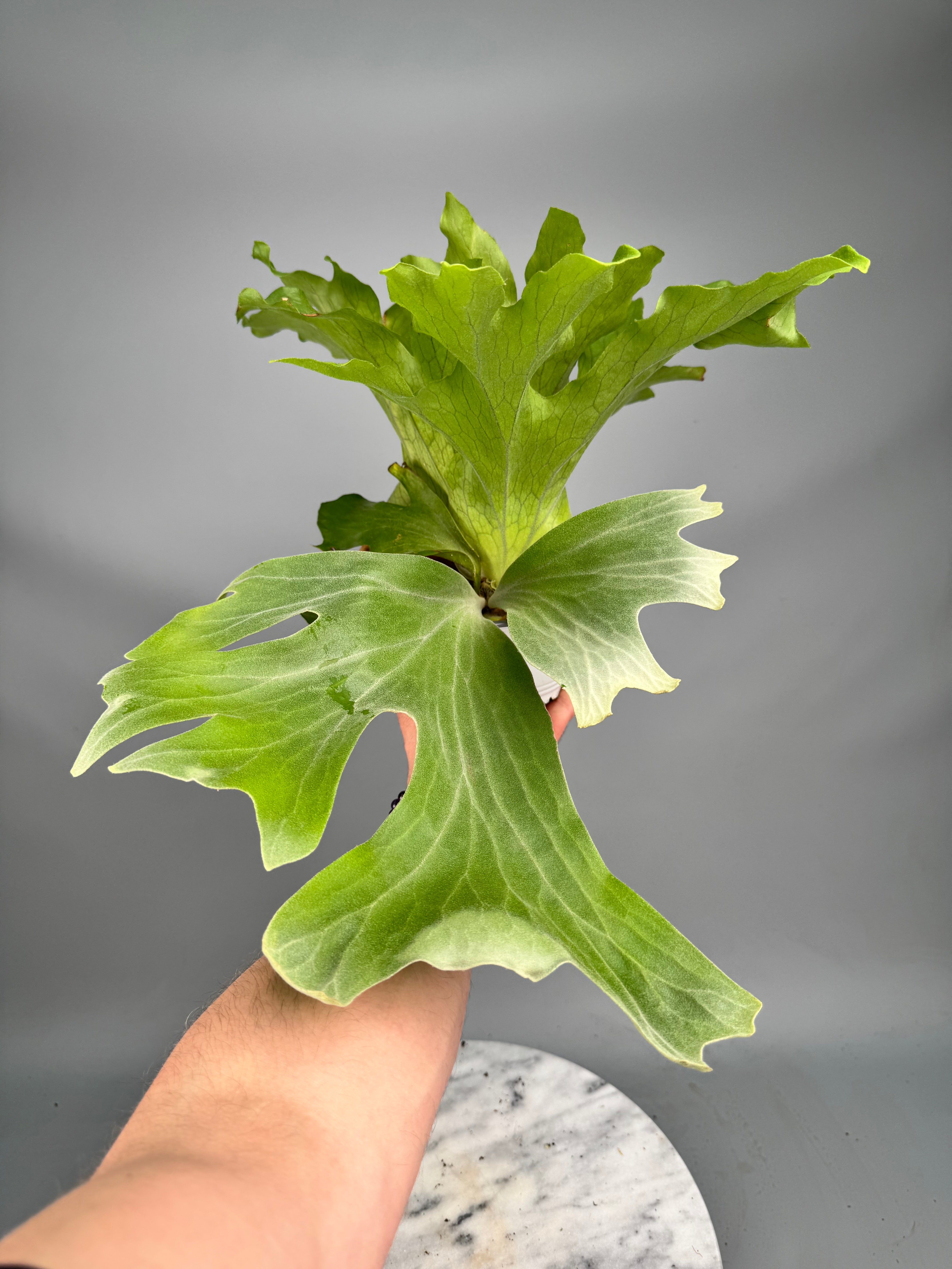 Platycerium wallichii