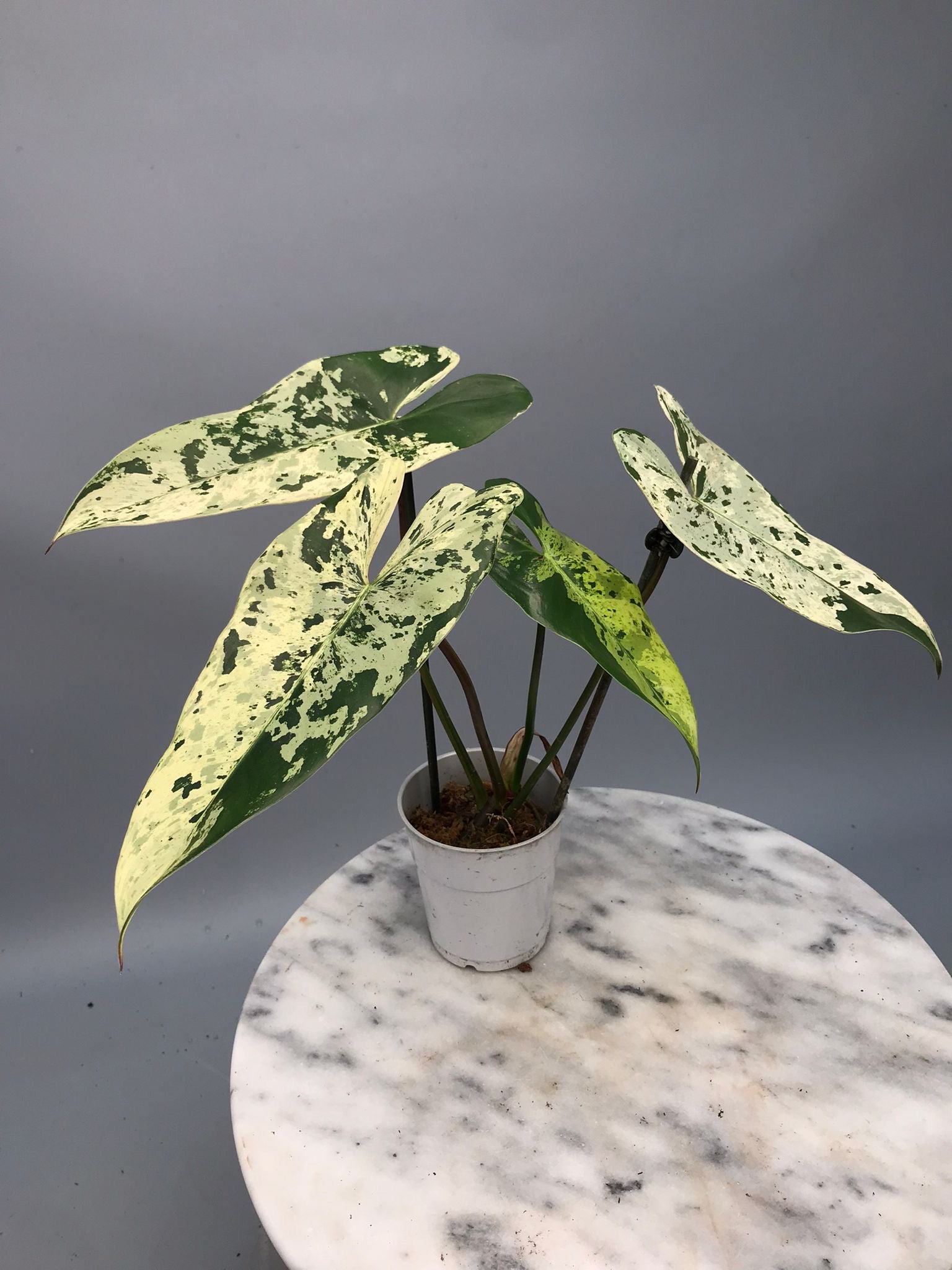 Philodendron ilsemanii nr 1.1