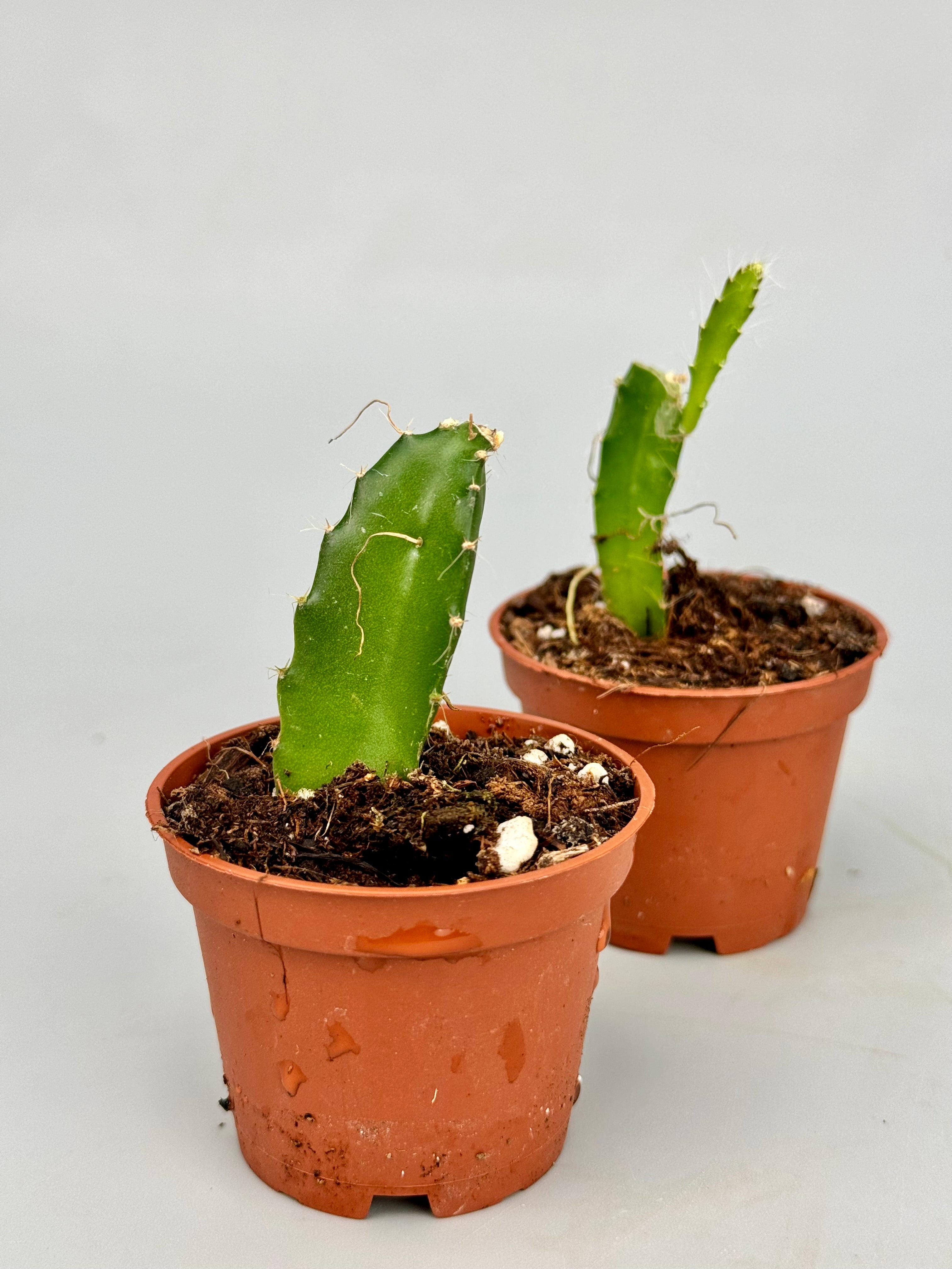 dragon fruit succulent plants Hylocereus undatus "Dragon Fruit" (2 plants)