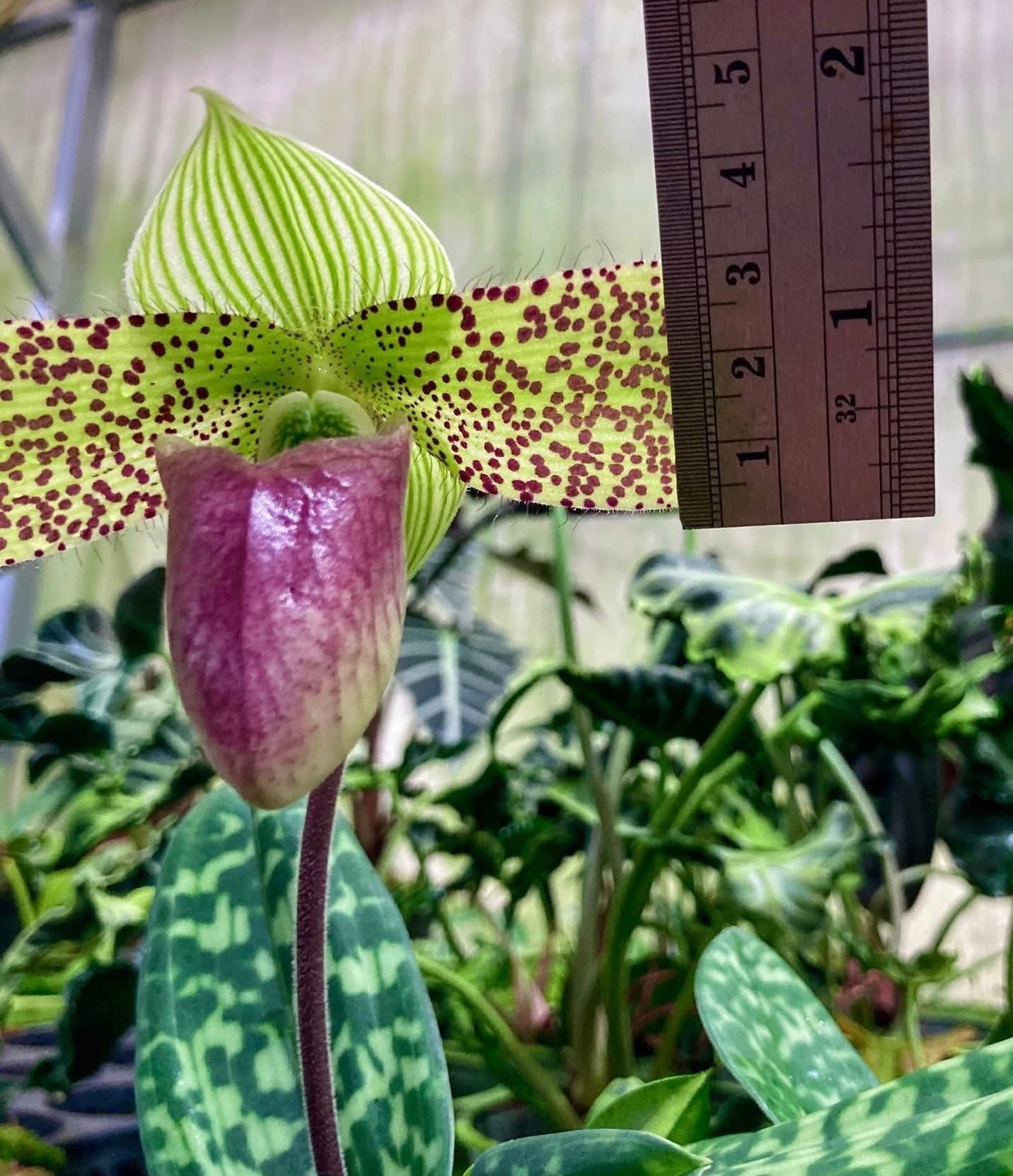 Paphiopedilum sukhakulii ‘4N’ (3rd Generation)