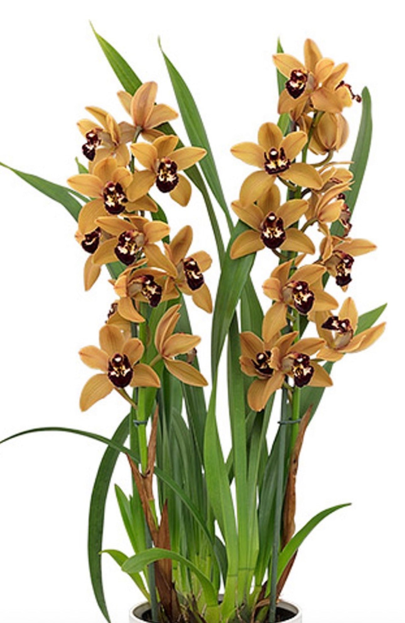 Cymbidium Hazel Flor ''orange mandarin''