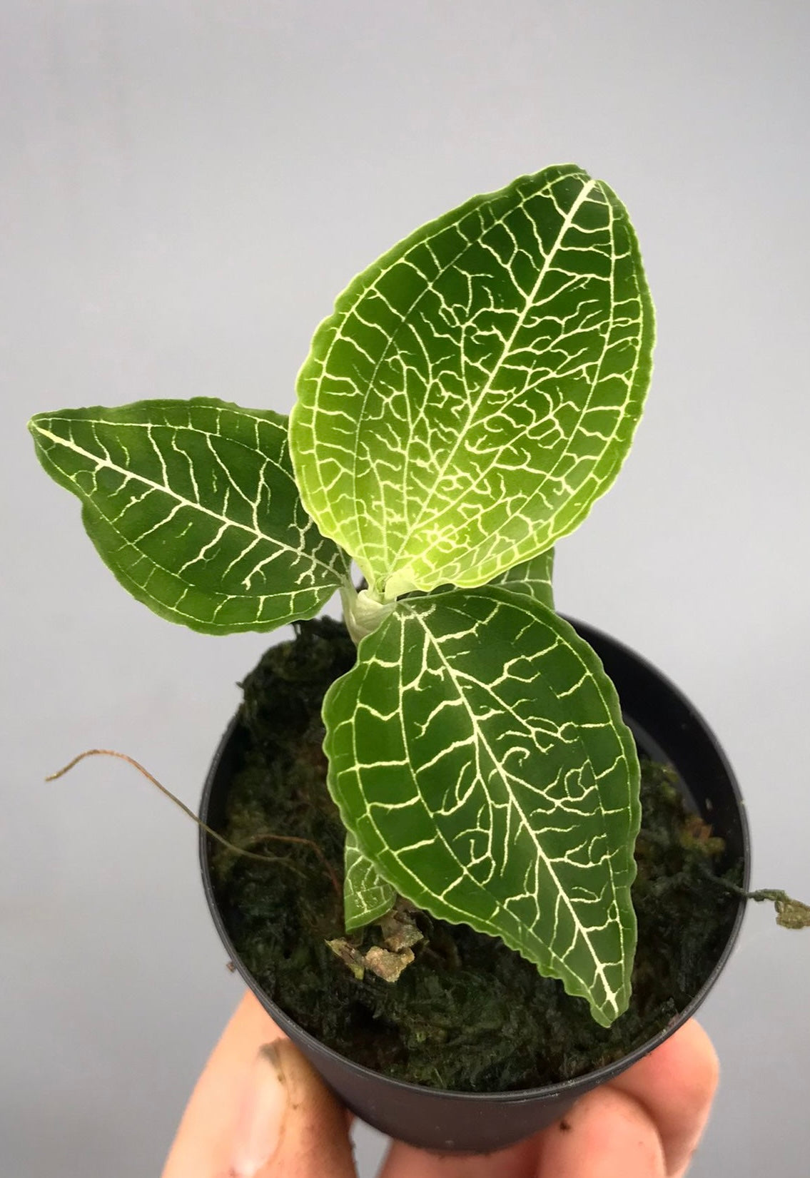 Goodyera micholitziana
