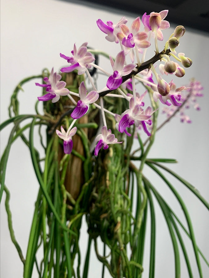 Seidenfadenia mitrata big