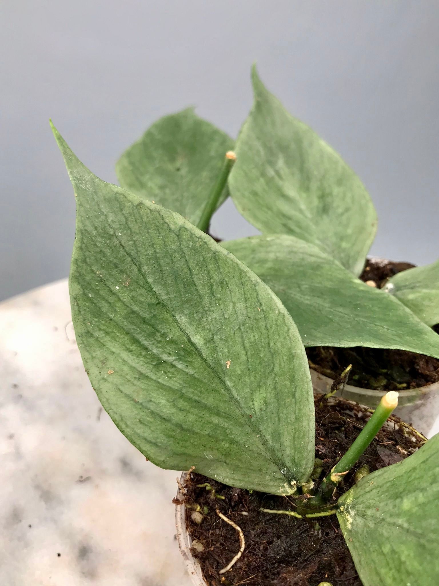 Hoya Polyneura 'FULL SILVER' (Fish-Tail Hoya)