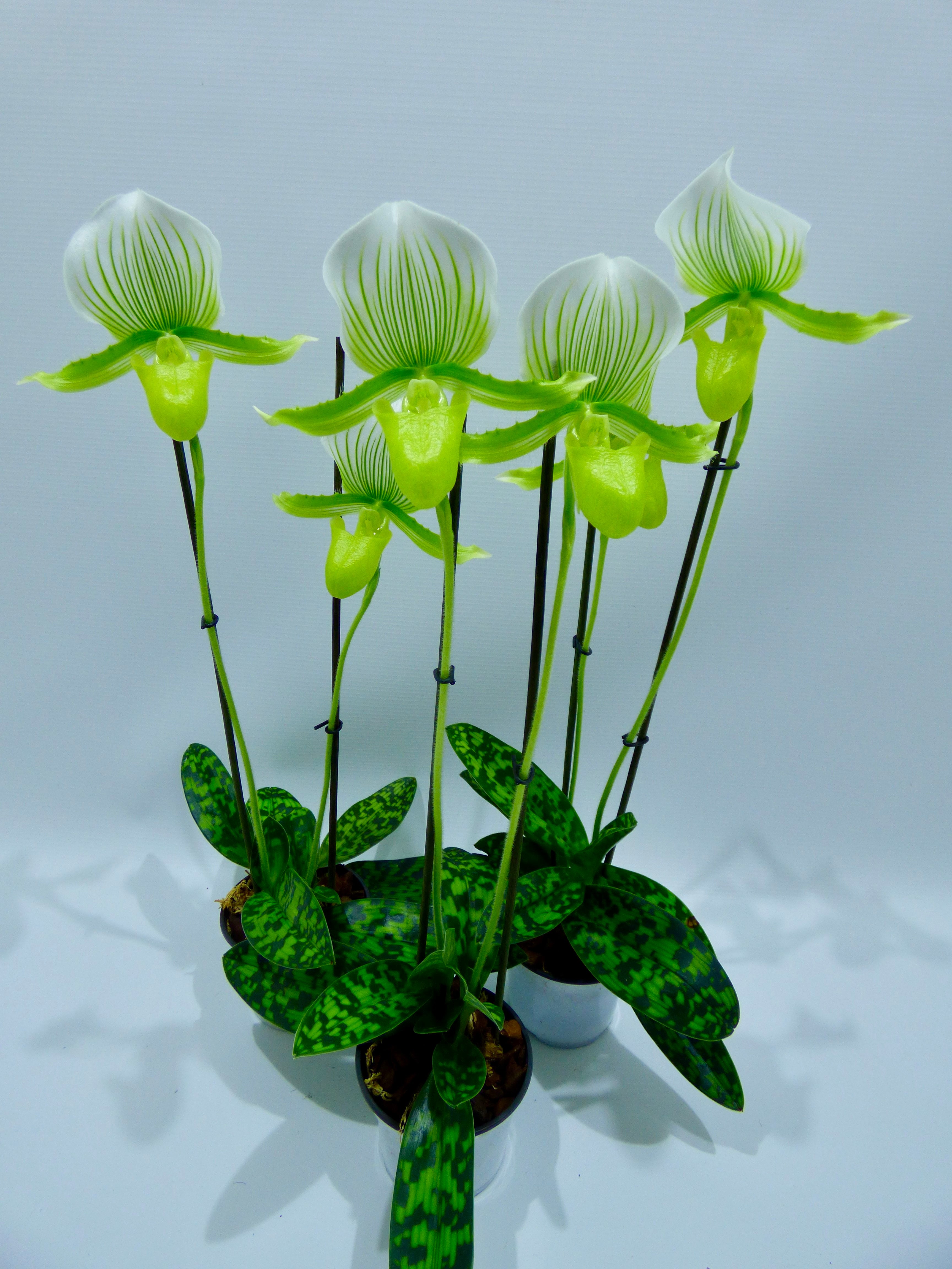 Paphiopedilum maudiae