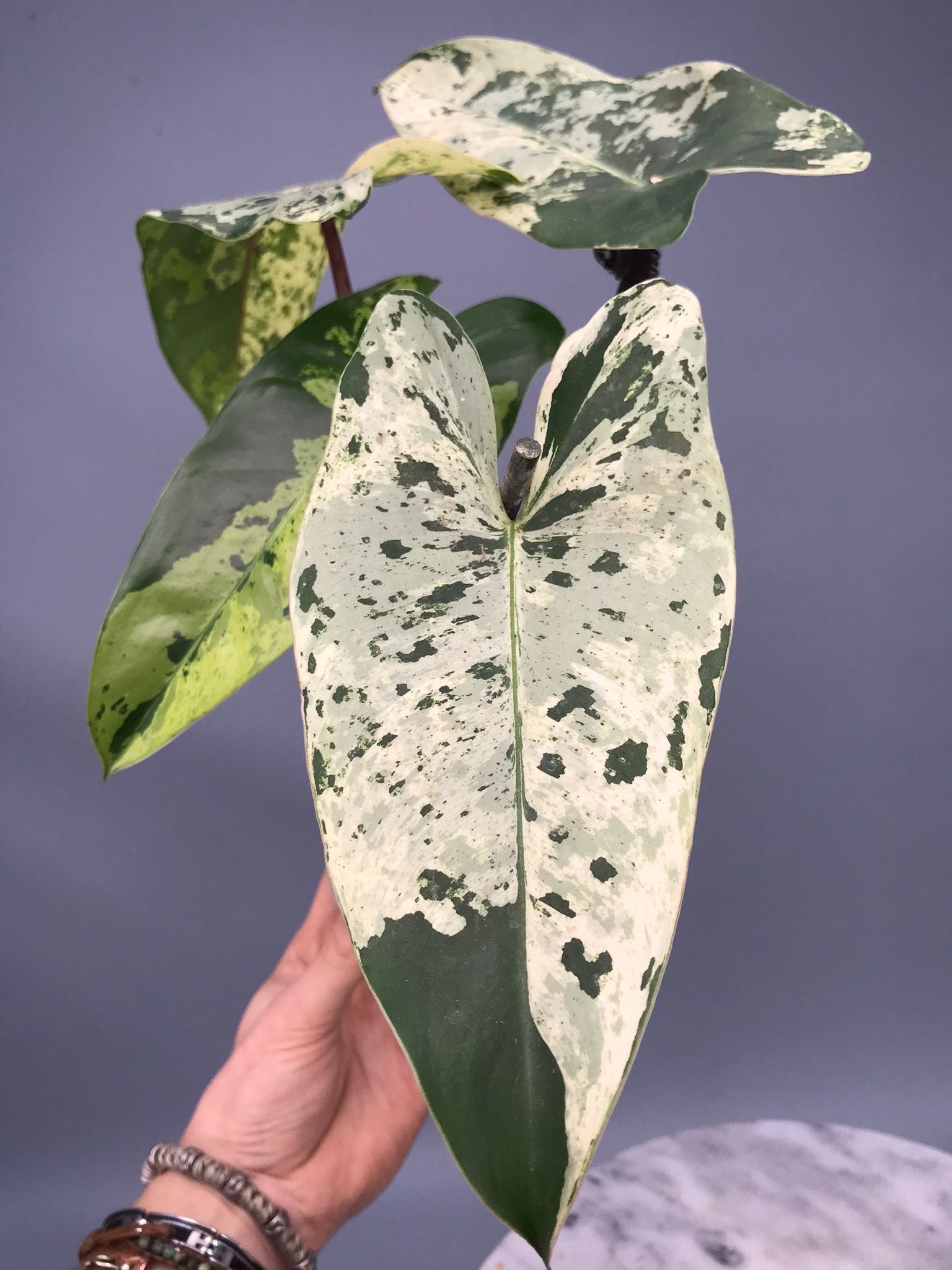 Philodendron ilsemanii nr 1.1