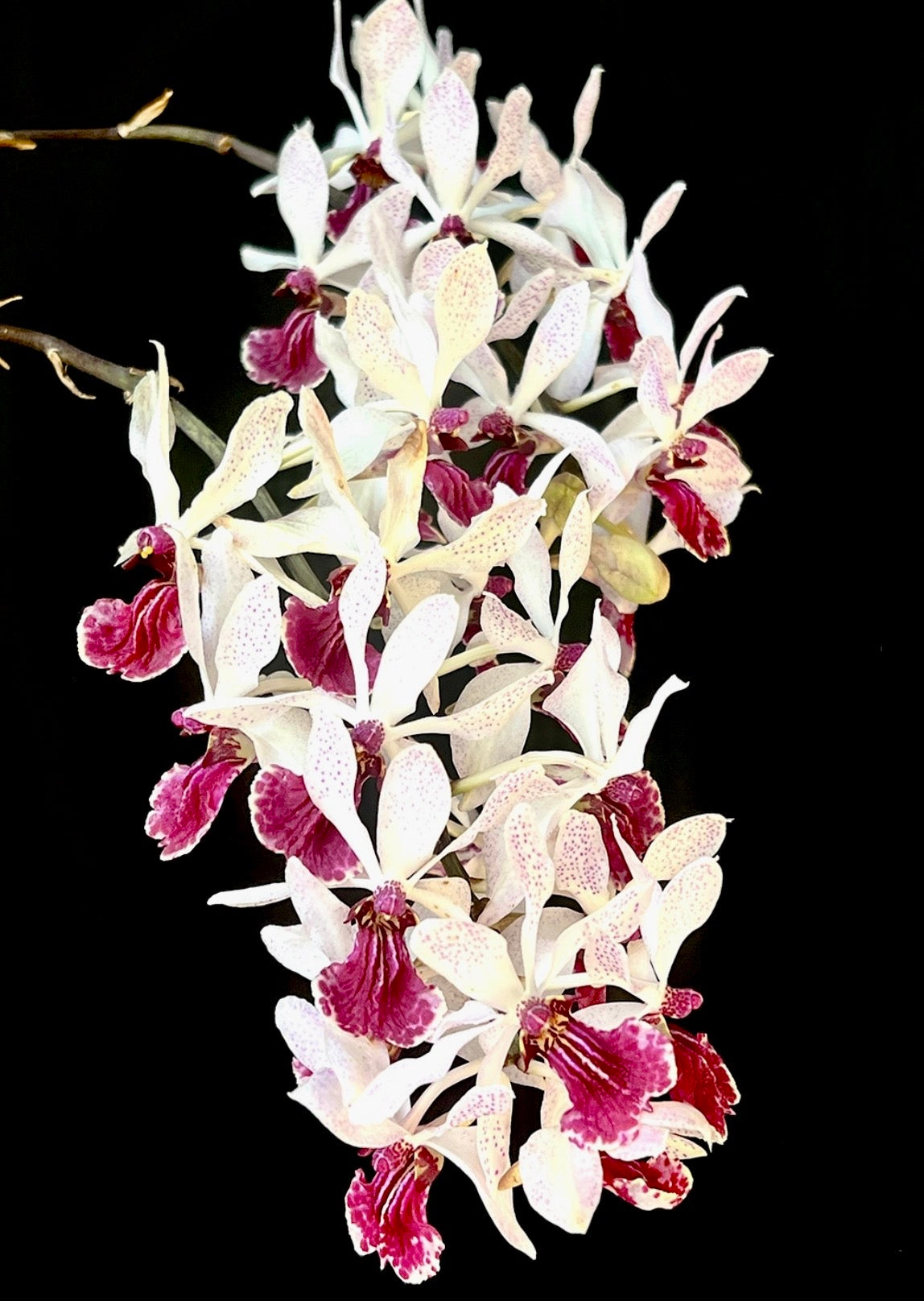 Holcoglossum kimballianum x Rhynchostylis gigantea