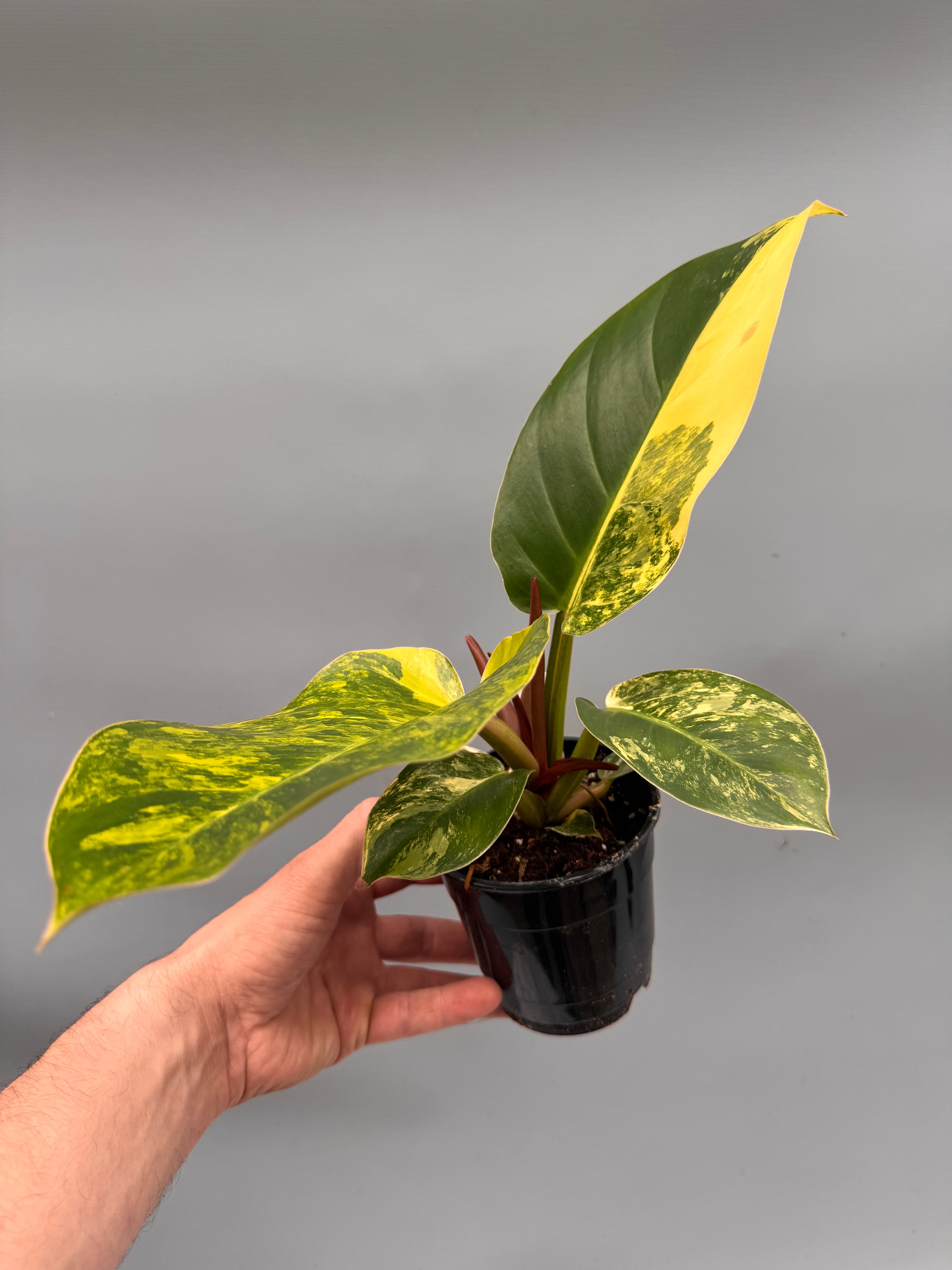 Philodendron Green Congo Variegata aurea nr 1