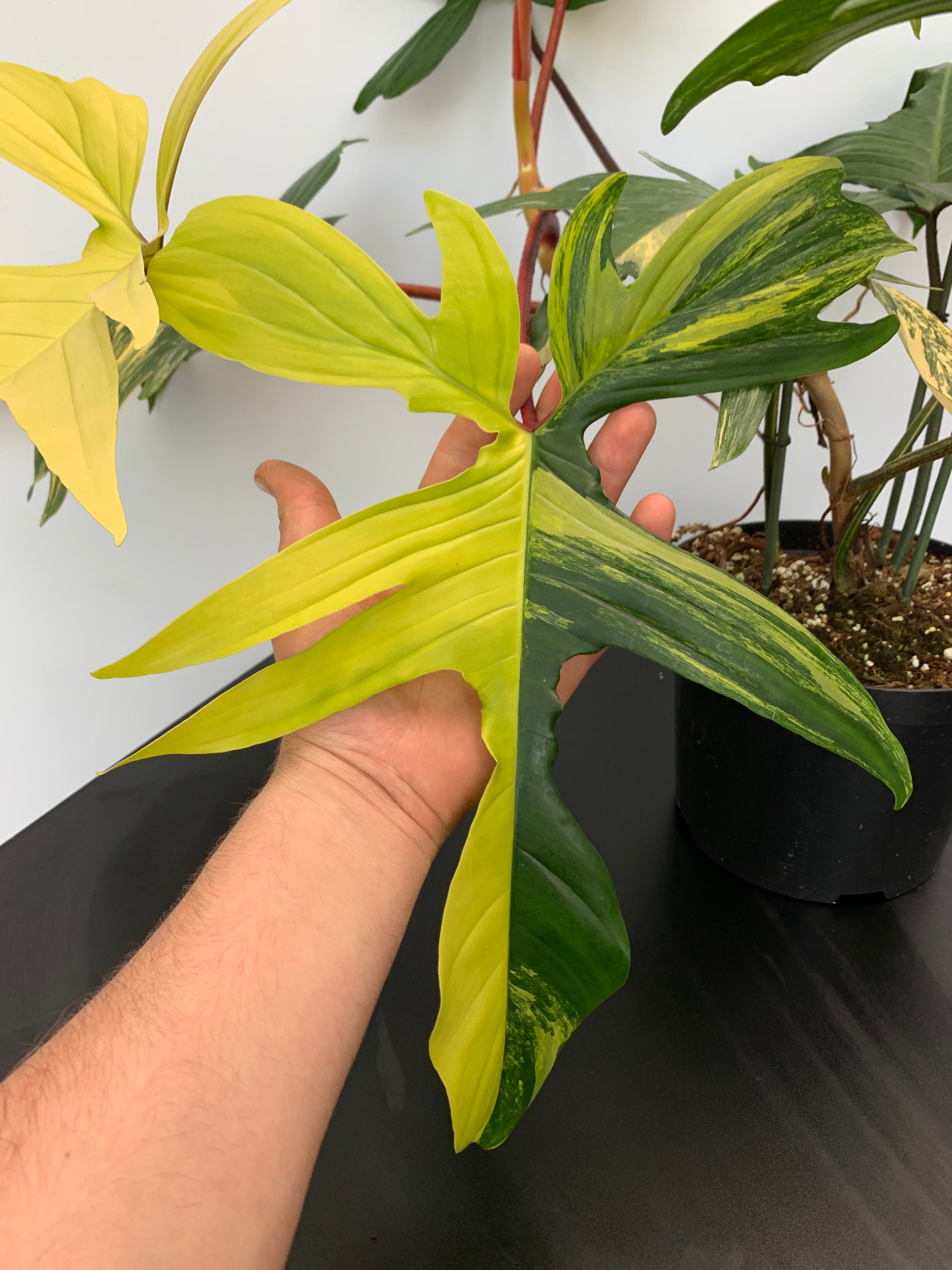 Philodendron Florida Beauty (1 Leaf Cutting)
