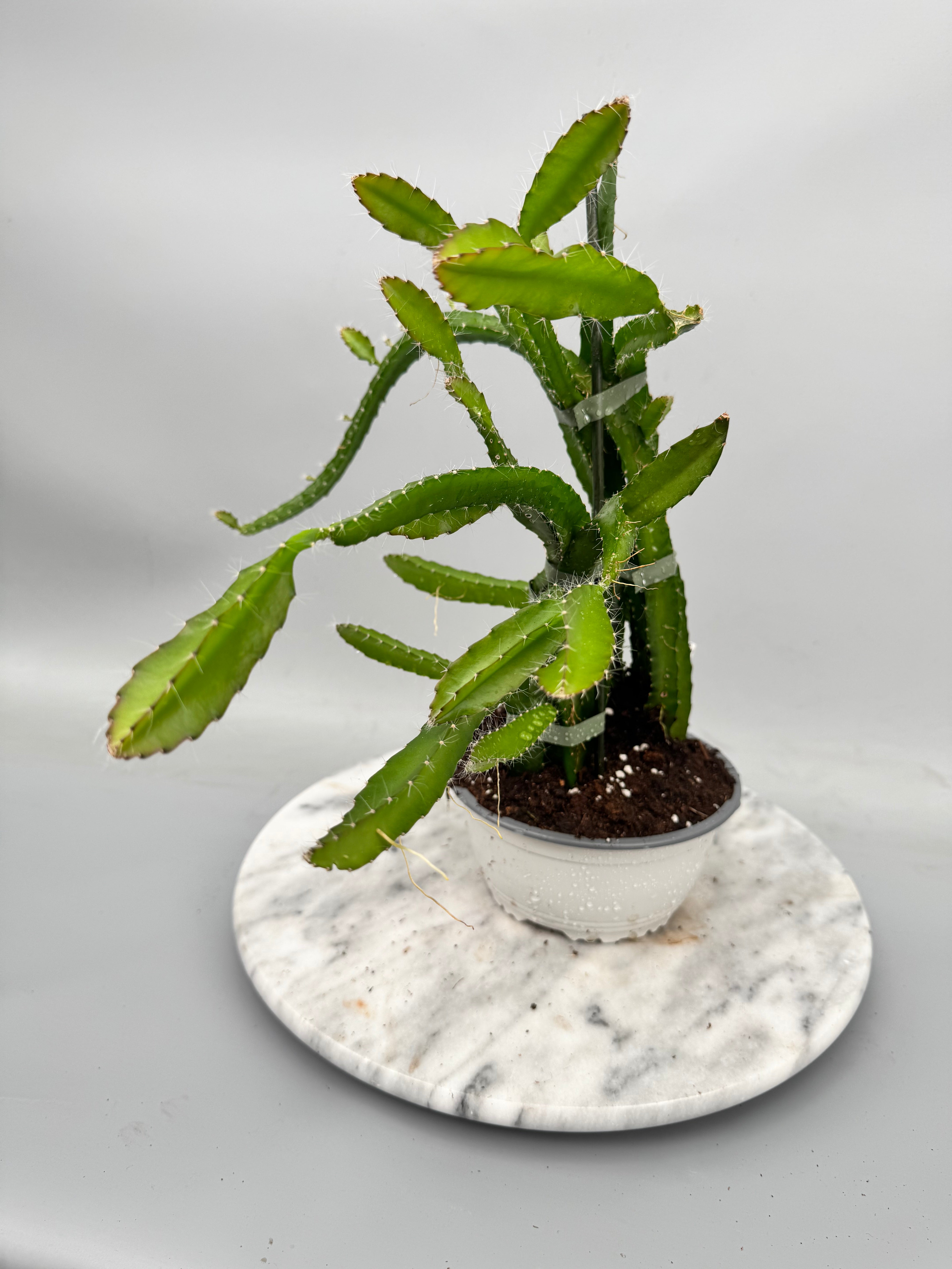 Hylocereus undatus "Dragon Fruit" (Big Plant)