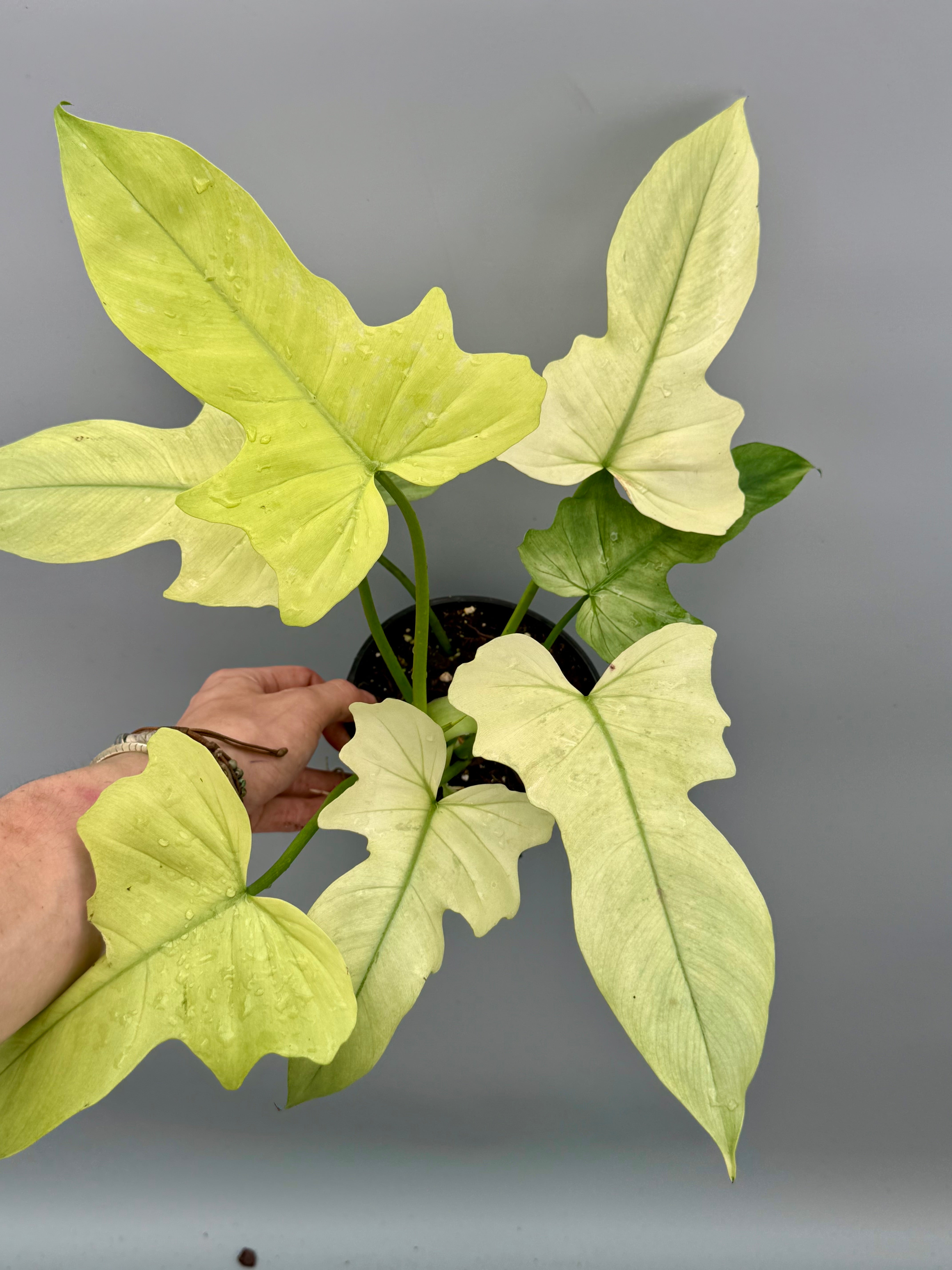 Philodendron Golden Dragon variegated ‘Ocean Mint’
