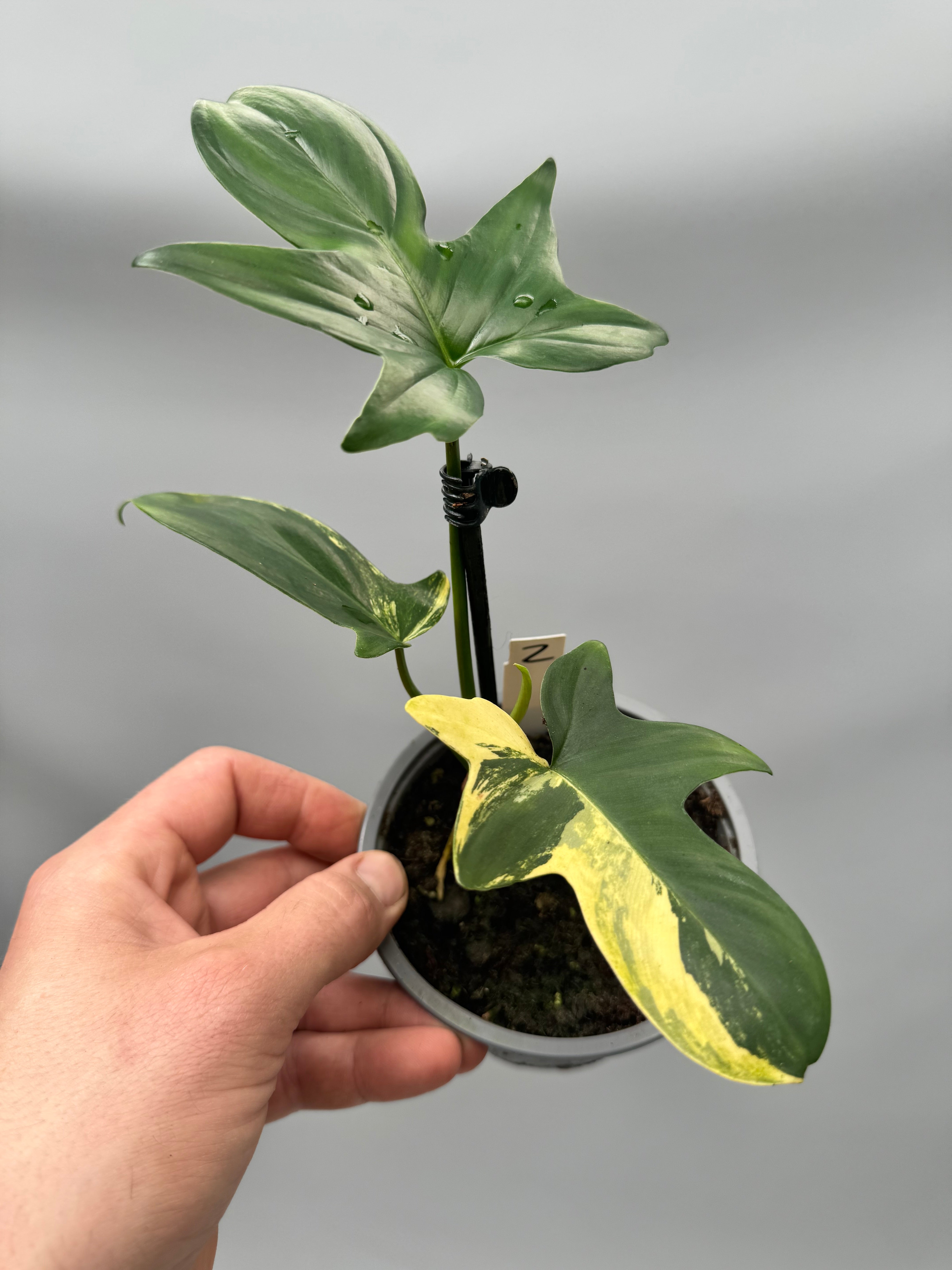 Philodendron squamiferium variegated (Nr 2)