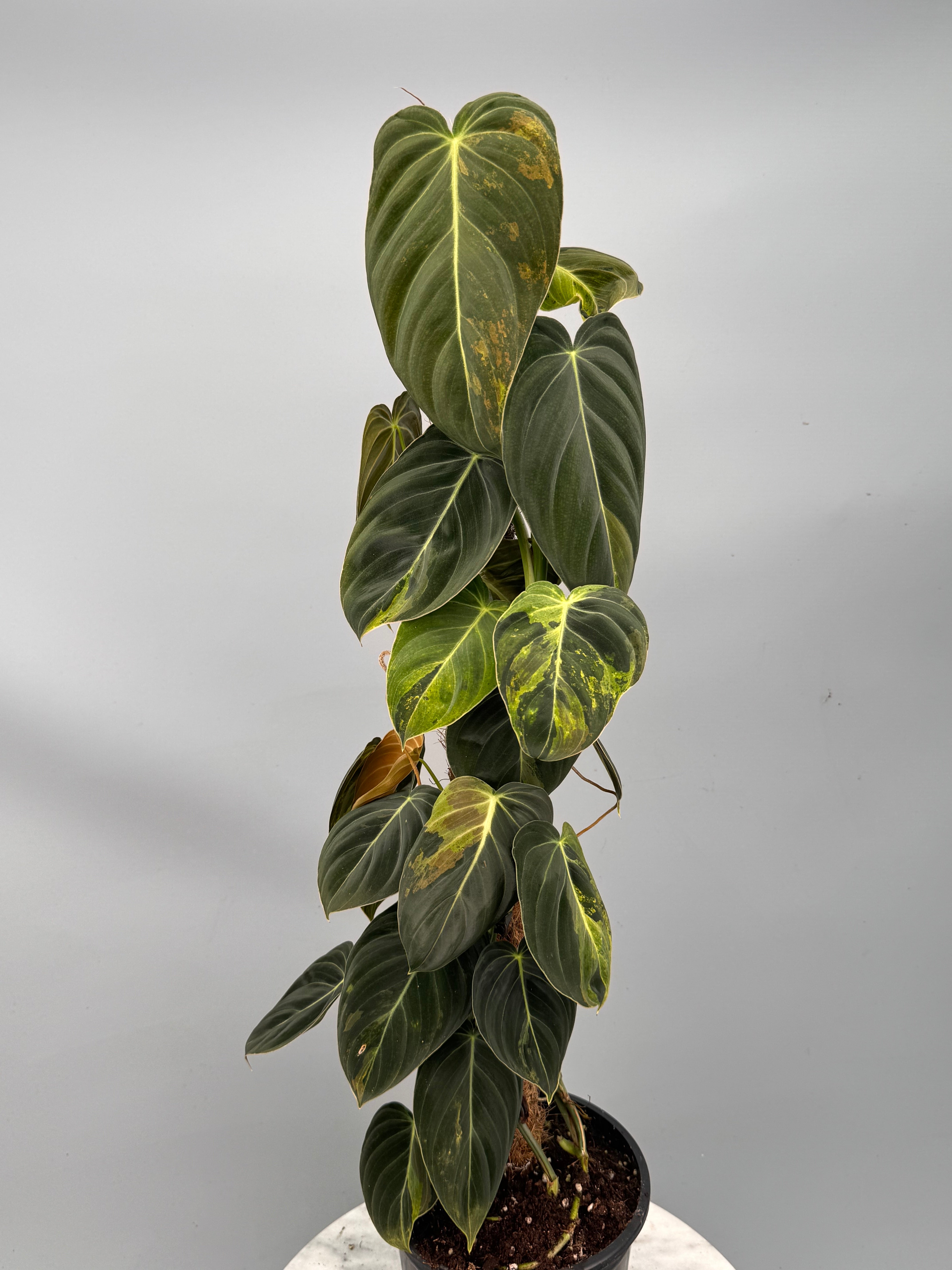 Philodendron melanochrysum variegata "Big Plant" (3 in 1 pot)
