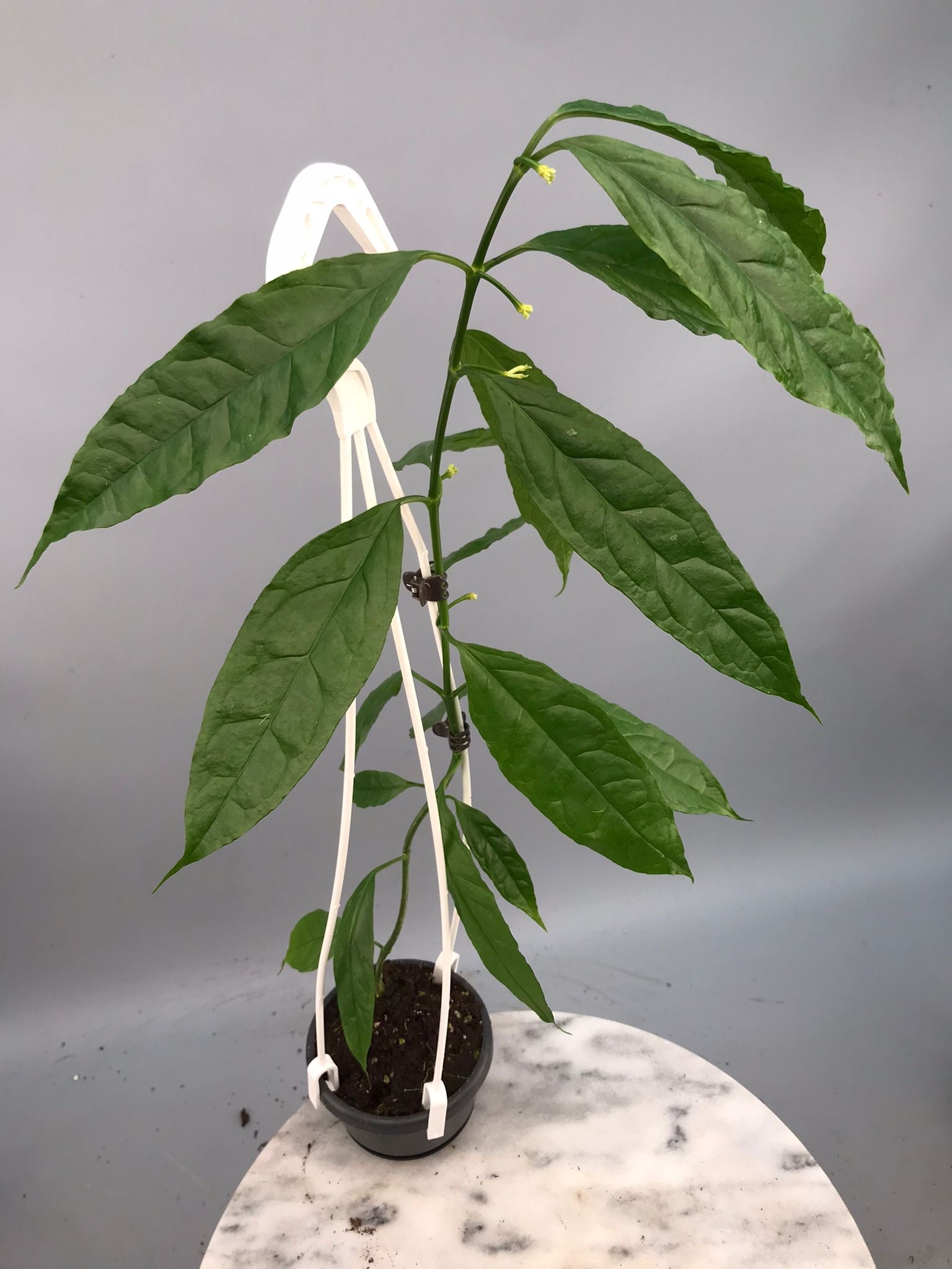 Hoya decipulae Big XL