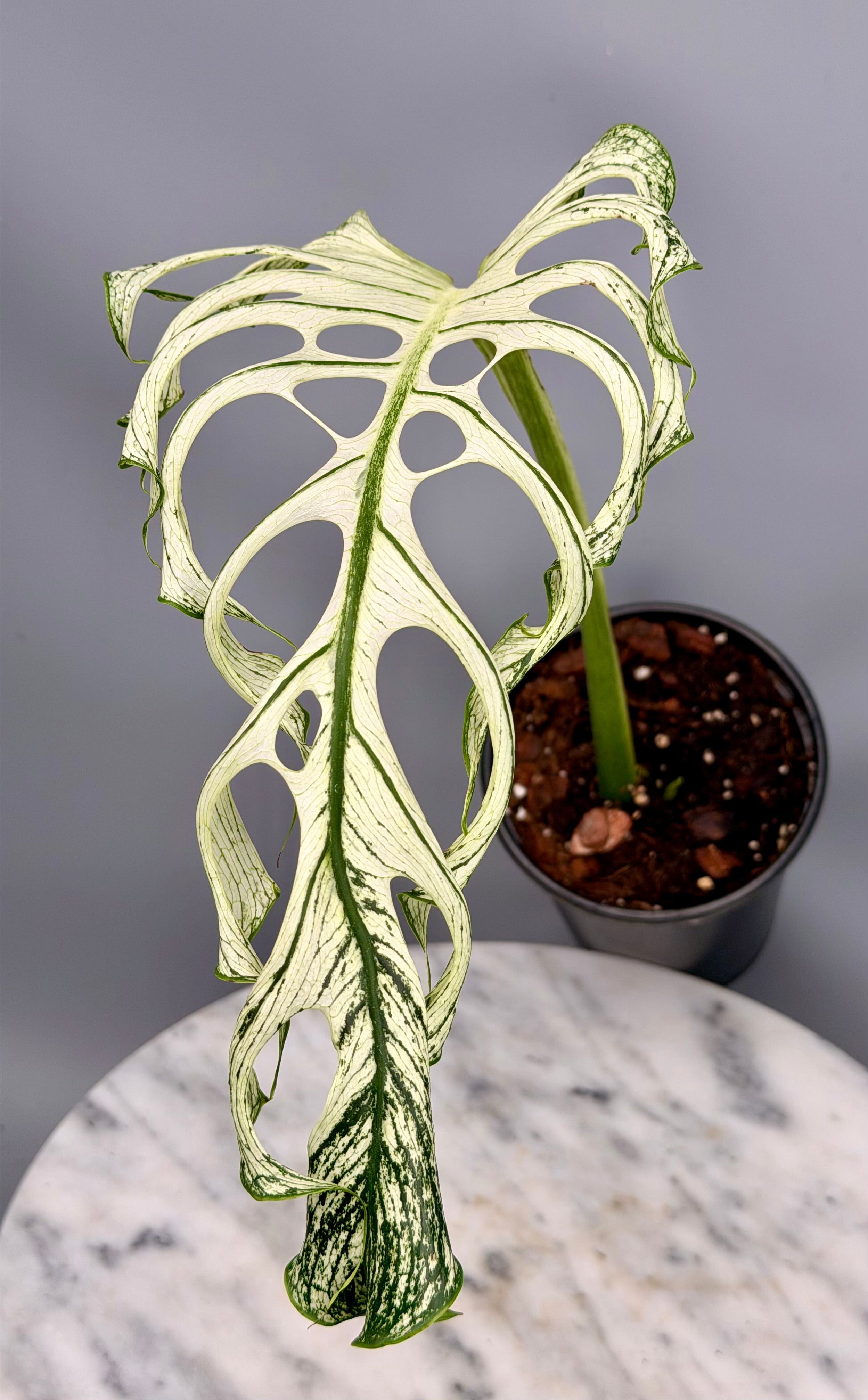 Monstera ‘Devil Monster’ Nr 1 (Leaf Cutting met nieuw groei oog)