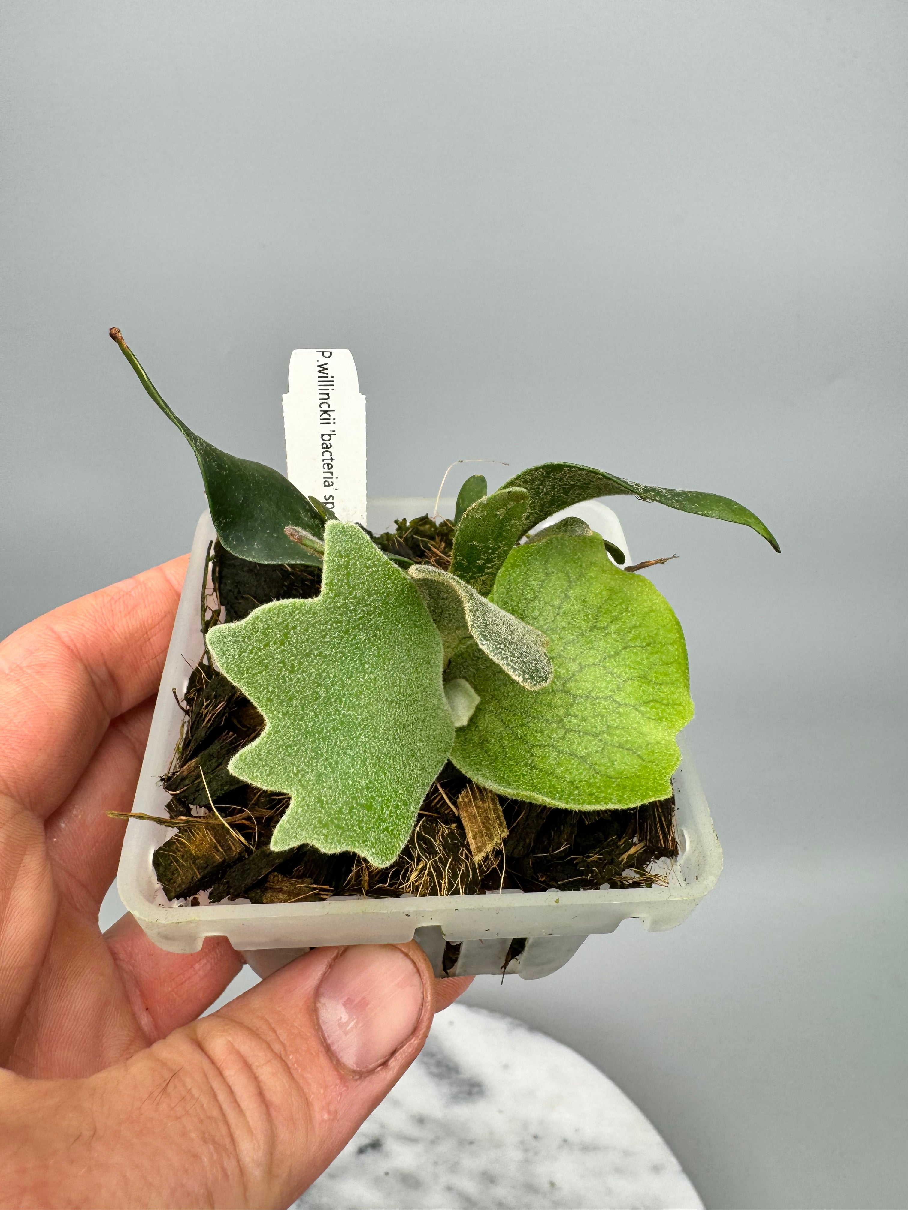 Platycerium willinckii "Bacteria"DWARF (Medium Plant)