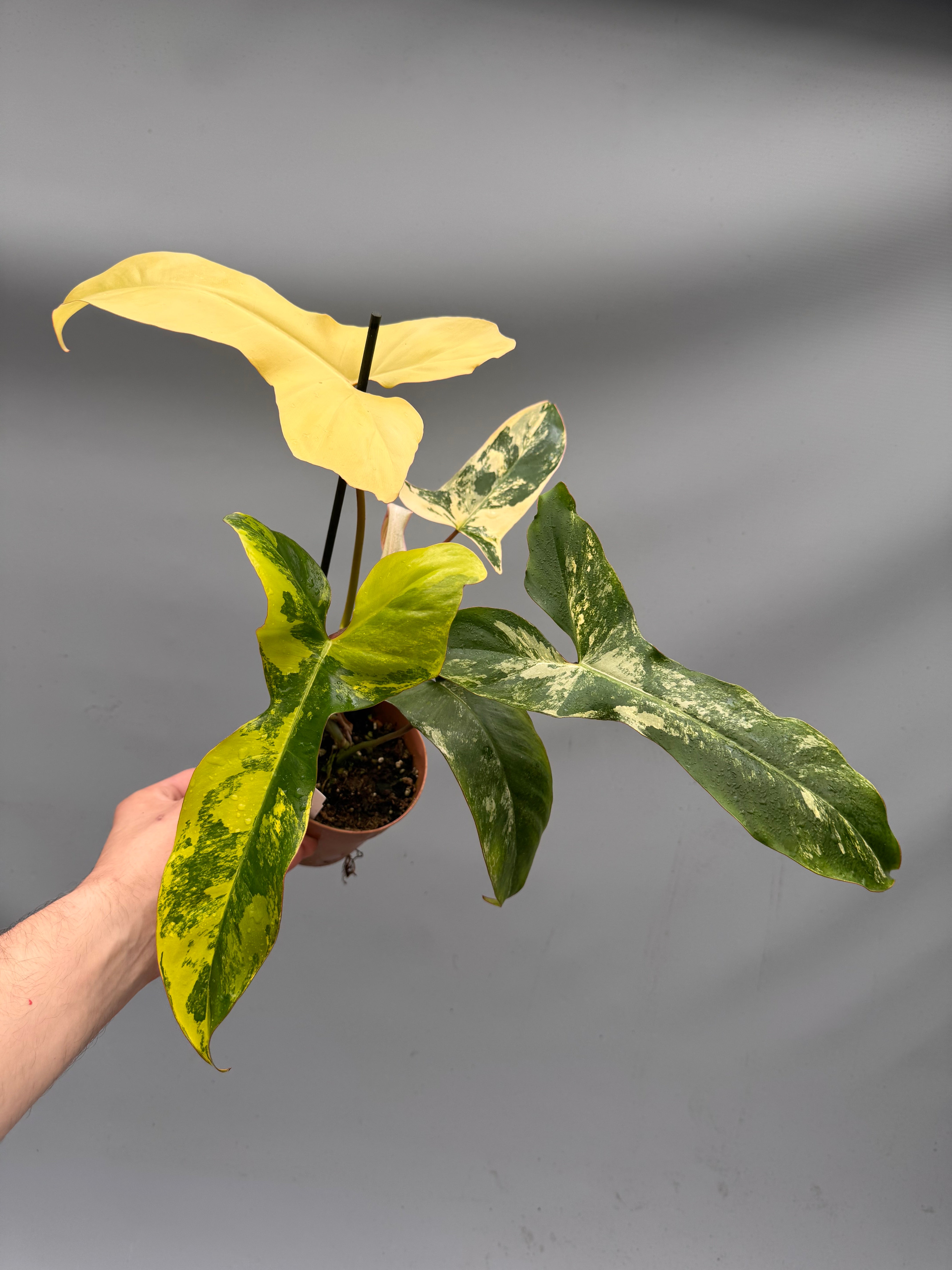 novelty philodendron Philodendron billietiae variegata x Florida Beauty