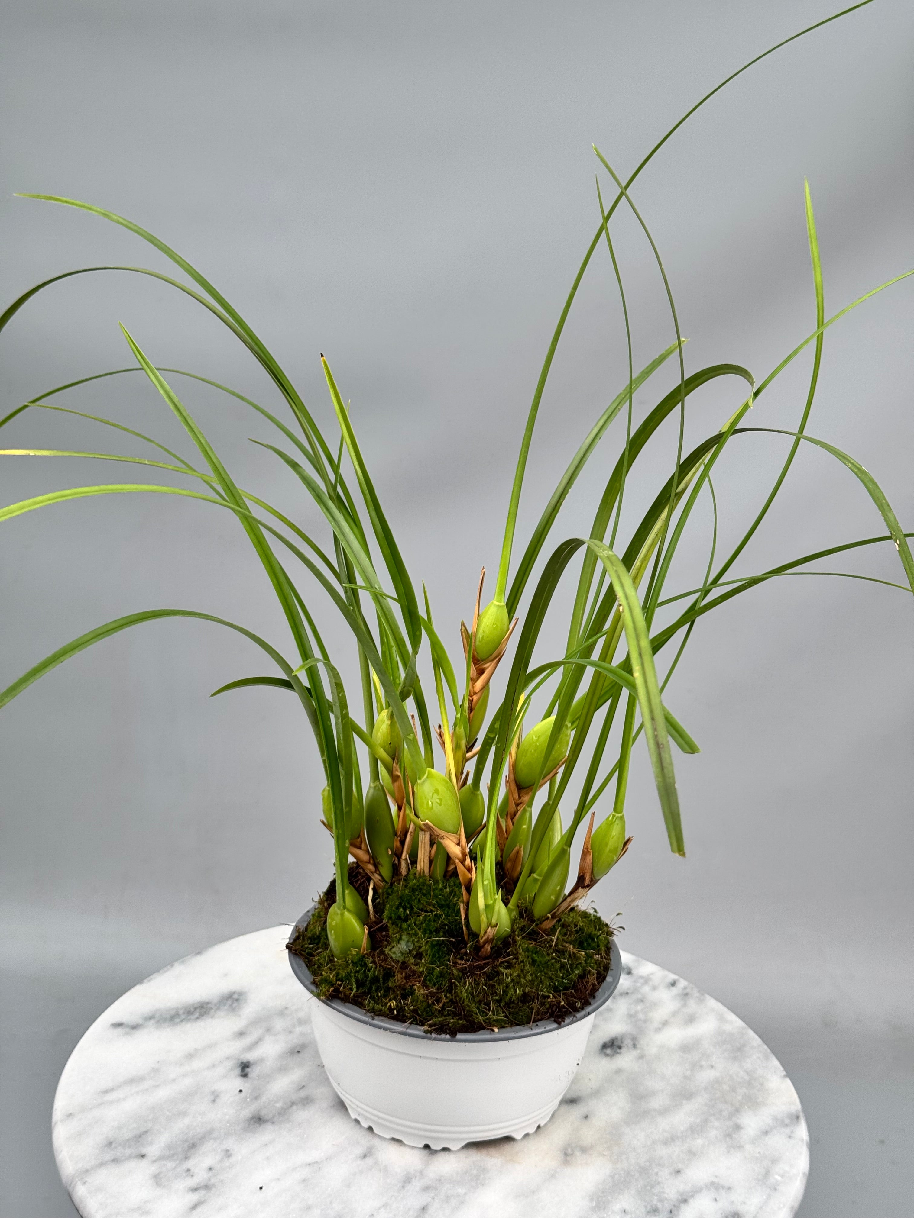 Maxillaria tenuifolia ‘Dark 2nd generation’ "Big Plant"