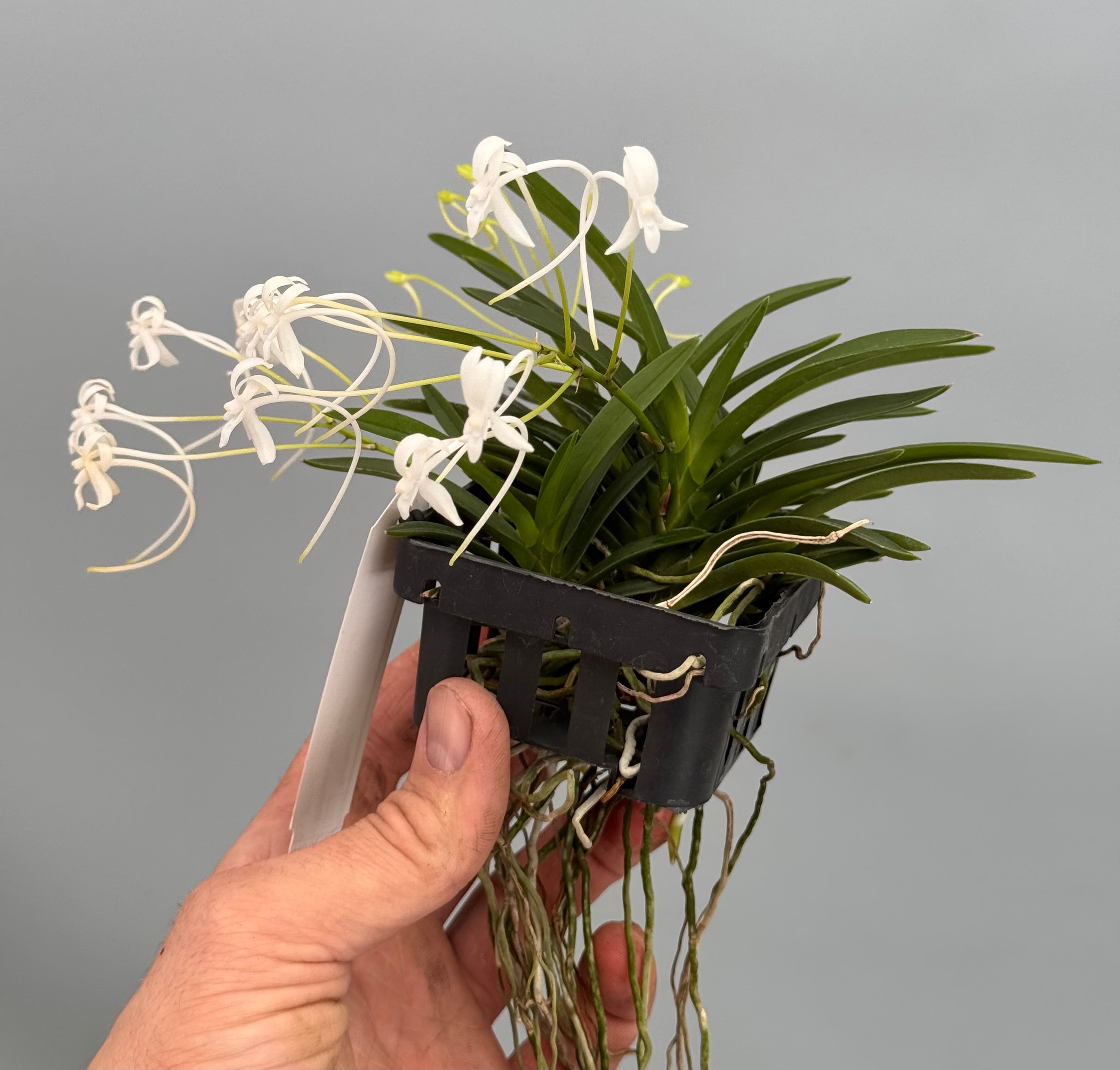 Neofinetia falcata "Clumb" (Big XL)