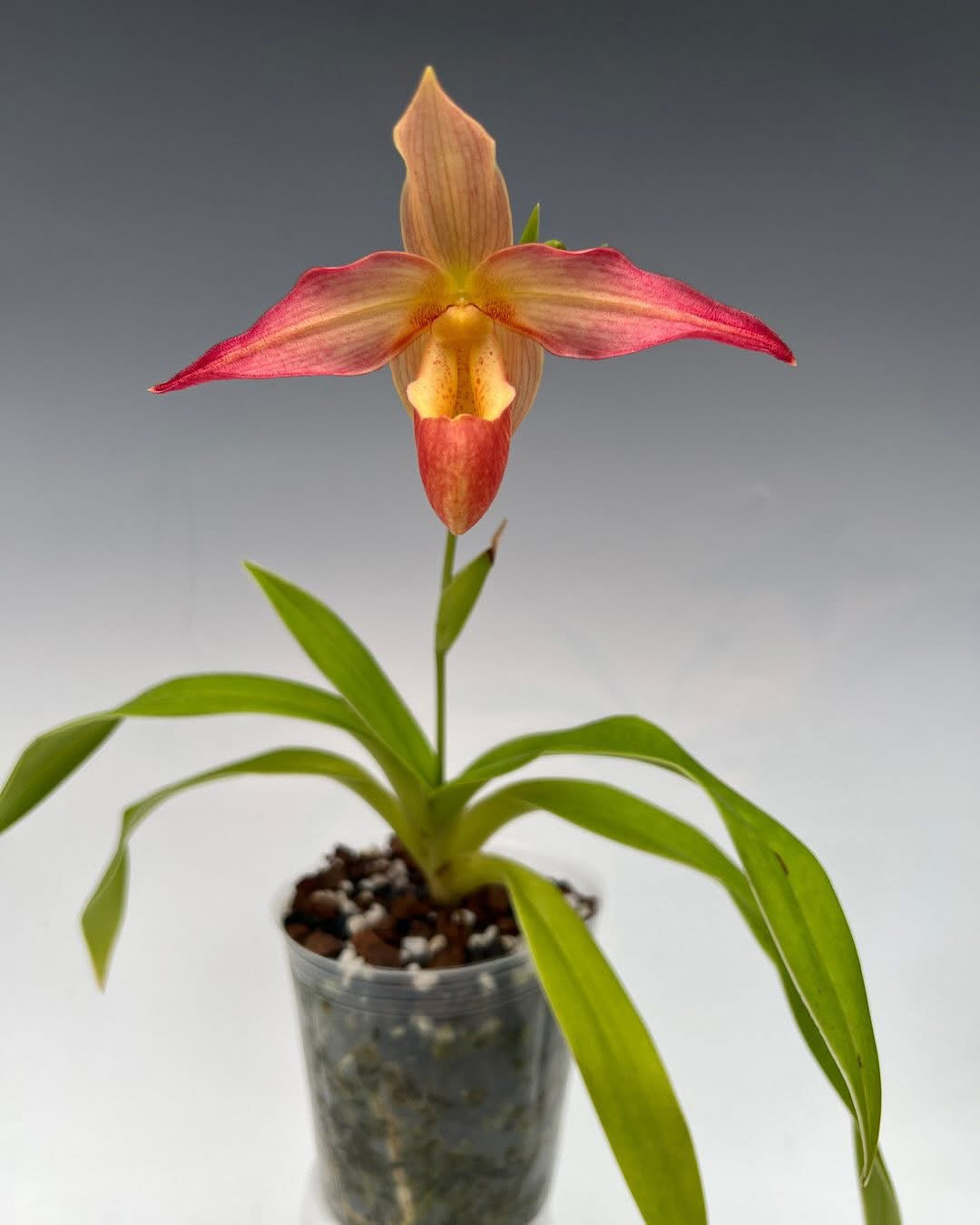Phragmipedium Robert Palm