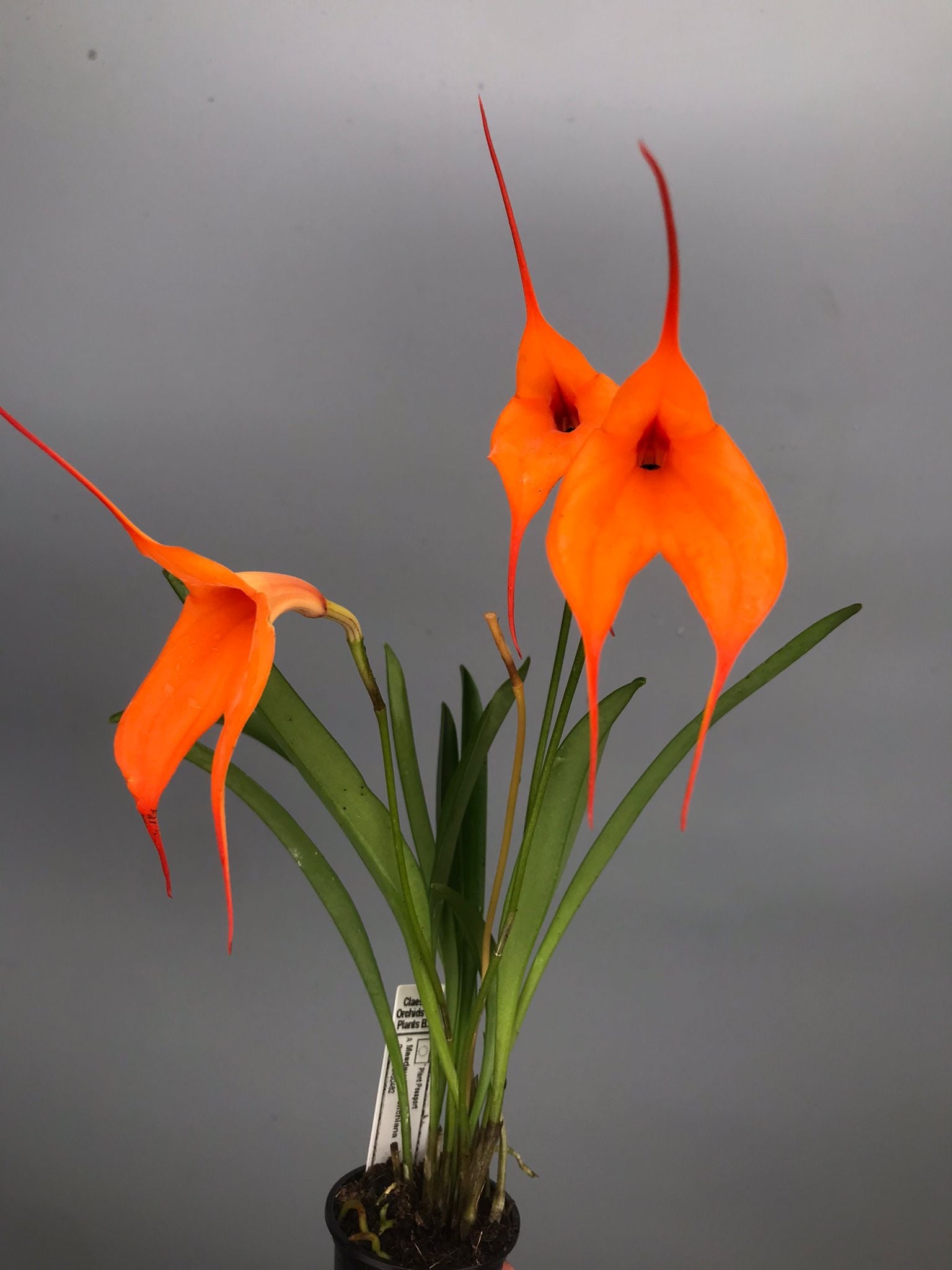 Masdevallia veitchiana ‘Hybride 4N’