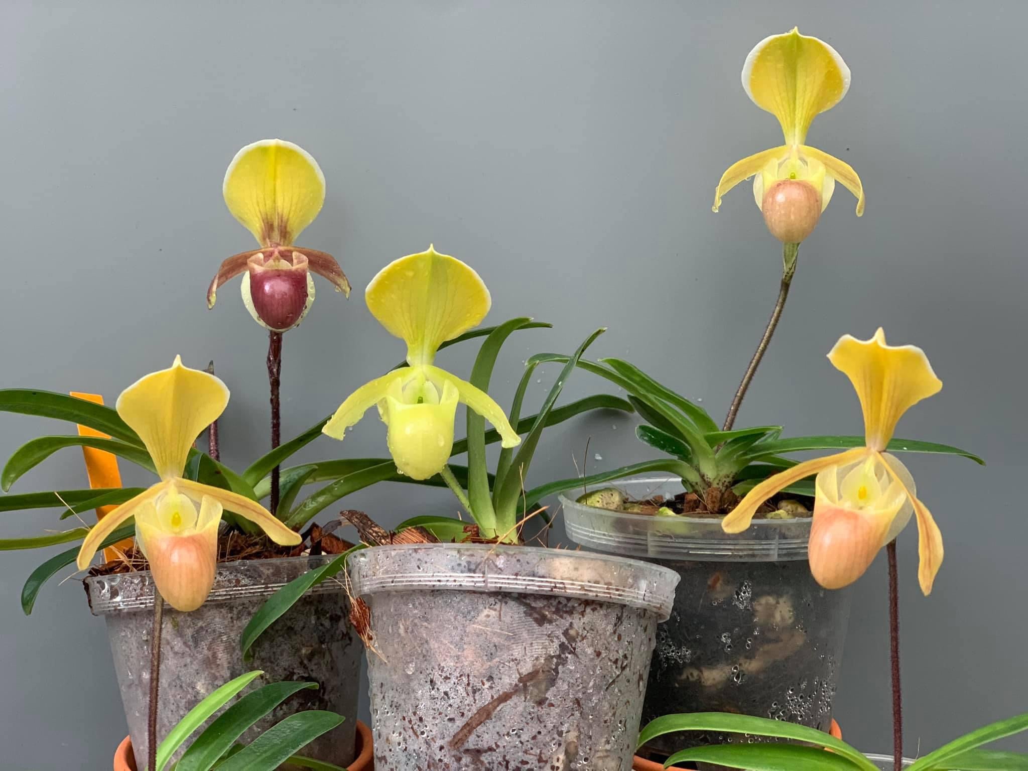 Paphiopedilum helenae (Big Plant)