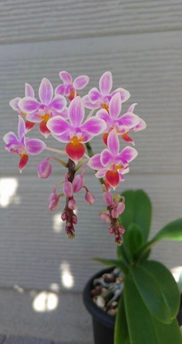 Phal. equestris ‘Apari’ (Orange Lip)
