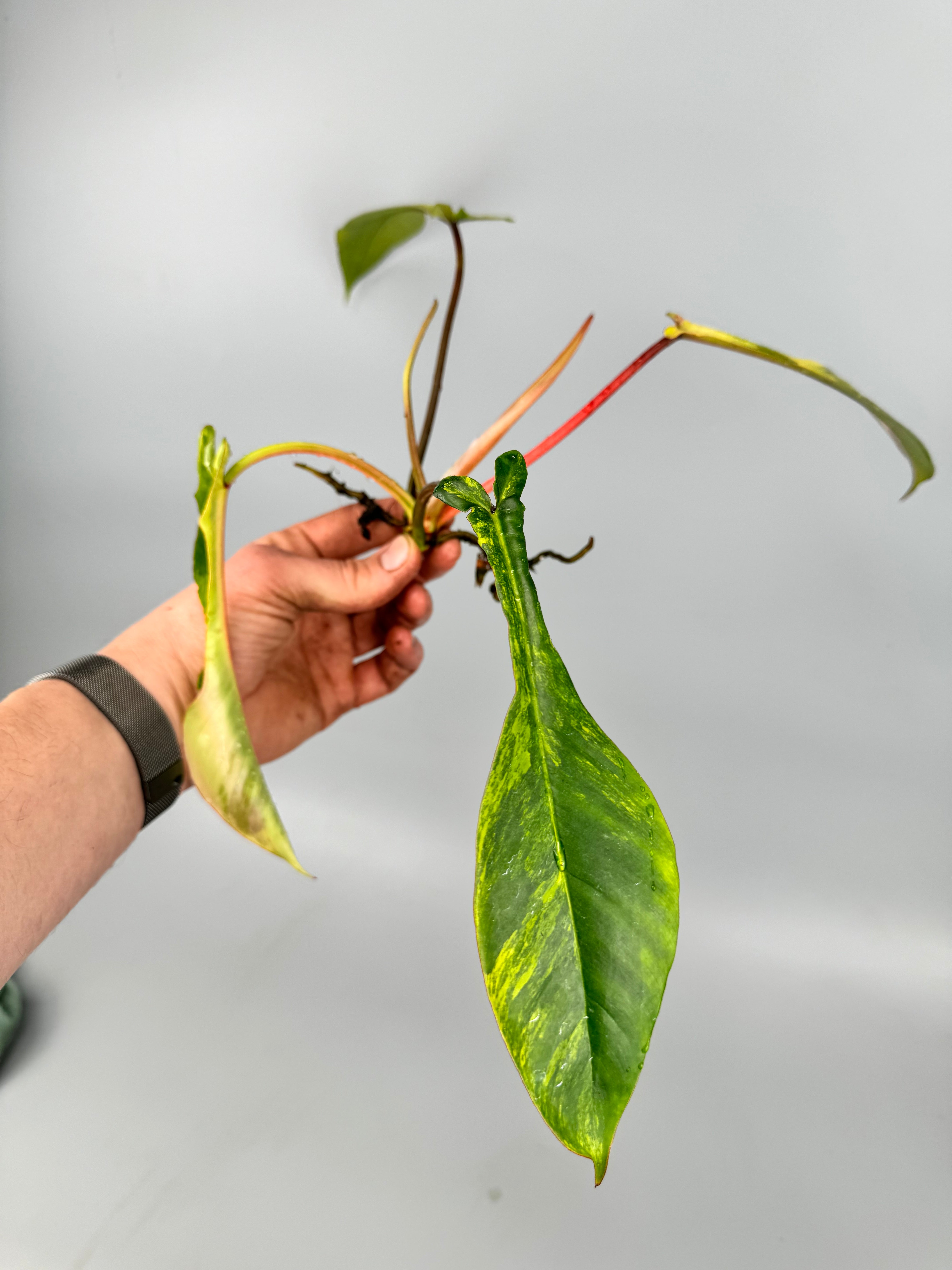 Philodendron joepii Variegated (Frischer Kopfschnitt)