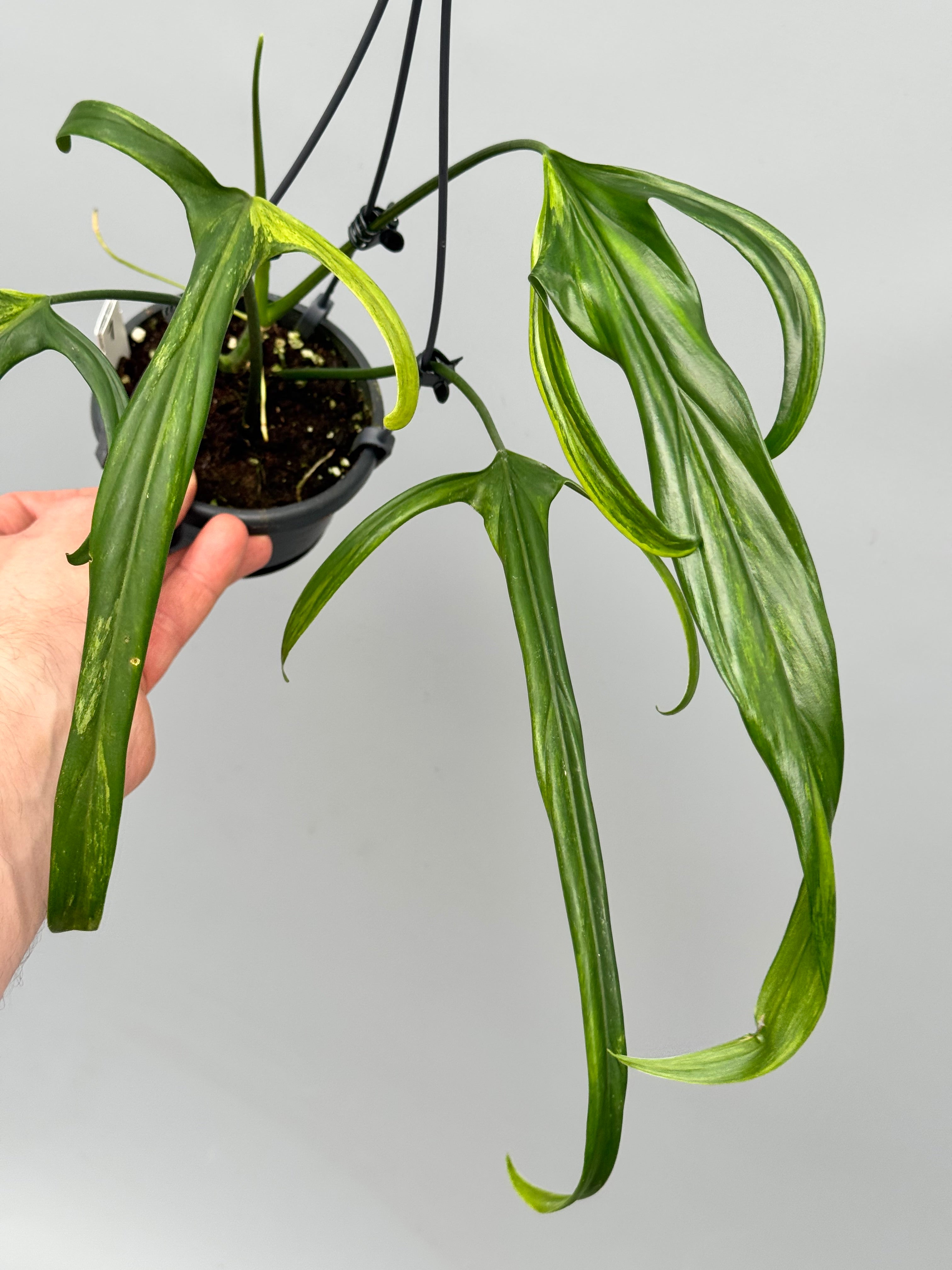 Philodendron holtonianum Variegated