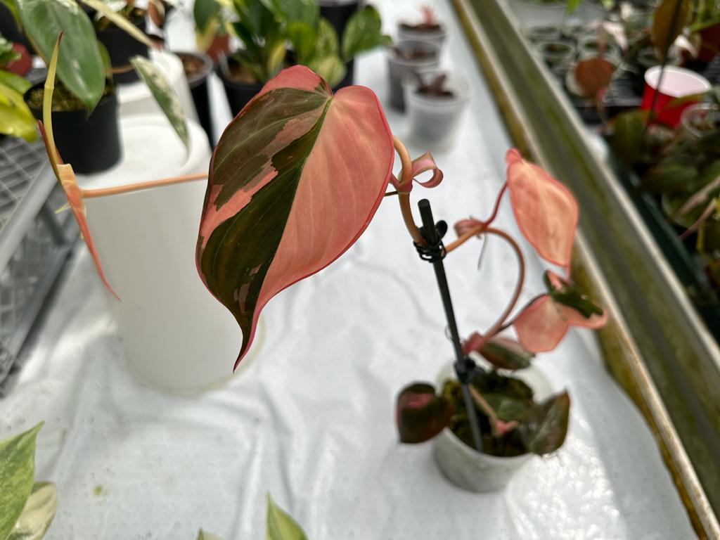 Philodendron micans pink variegated ( 2 Leaf Cuttings)