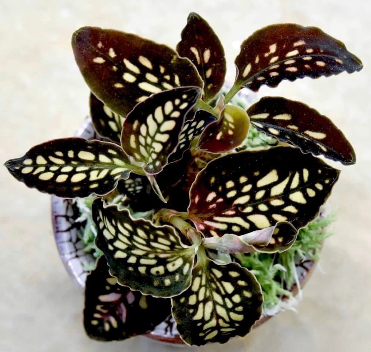 Cystorchis stenoglossa “Batik”(1 plants)