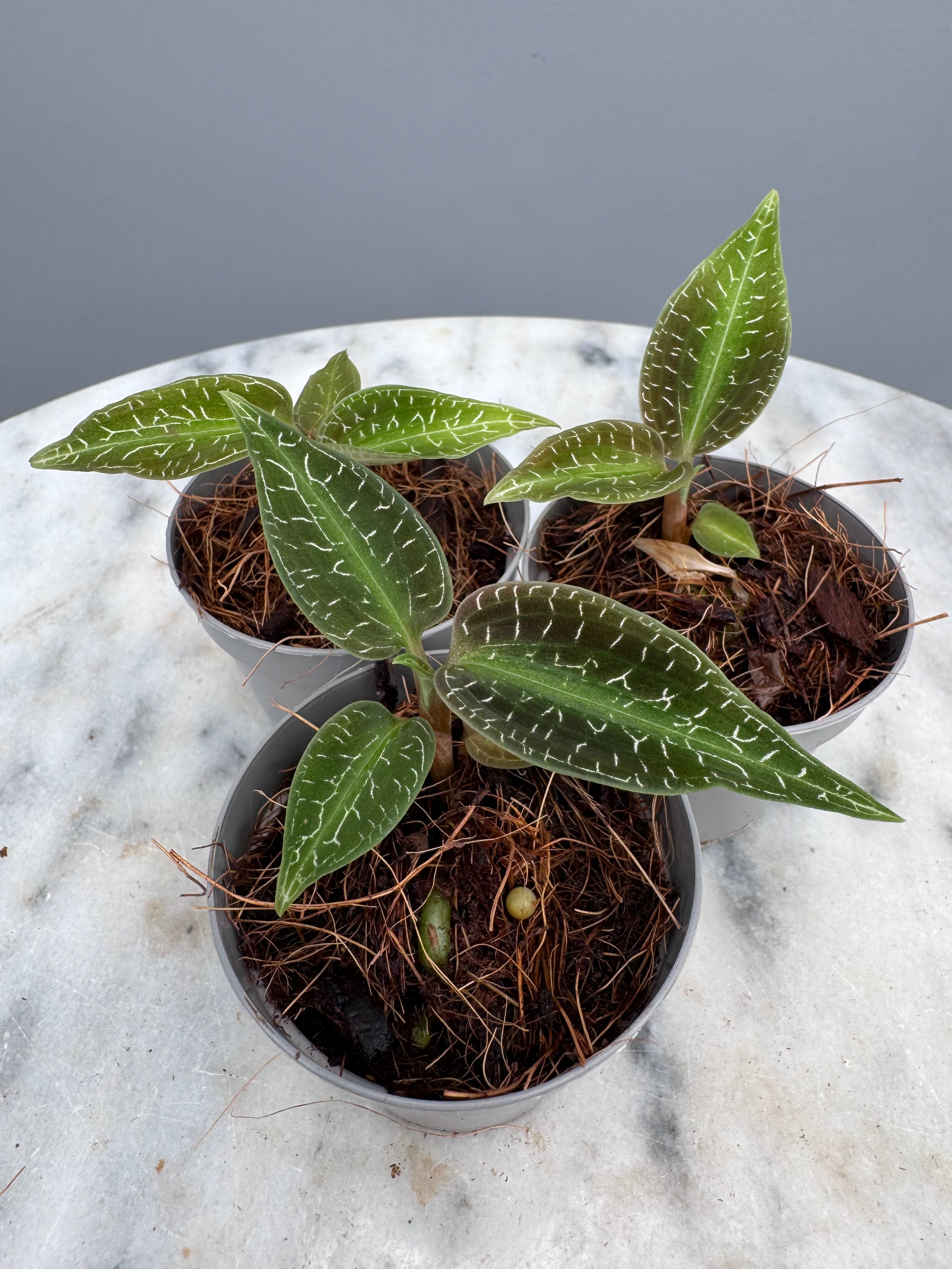 Goodyera malipoensis