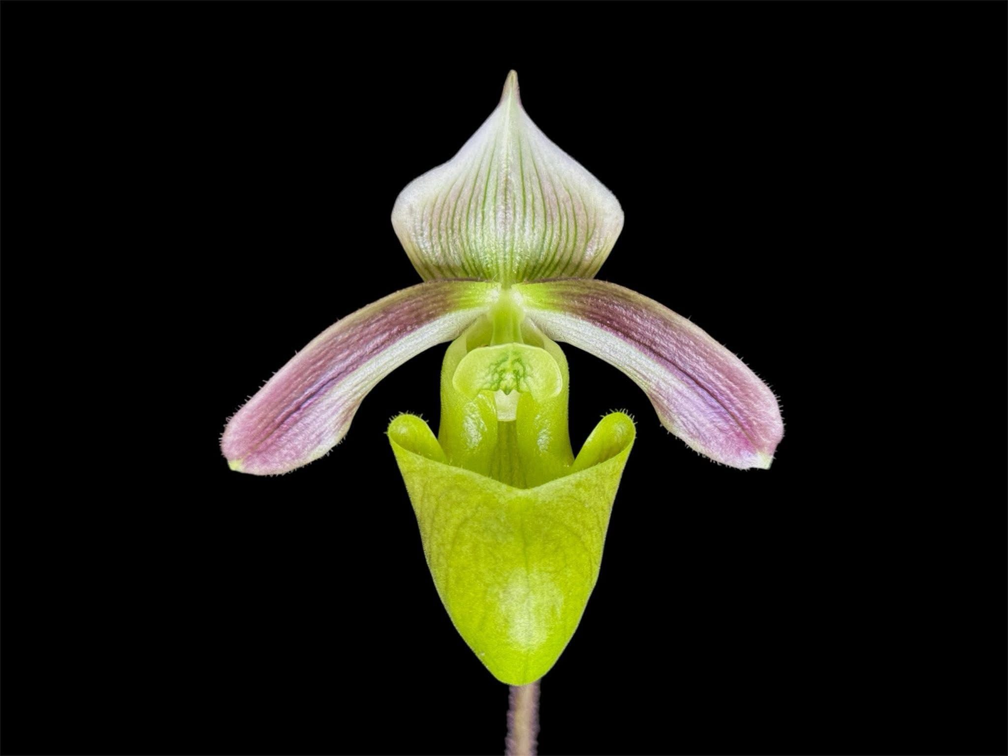 Paphiopedilum violascens