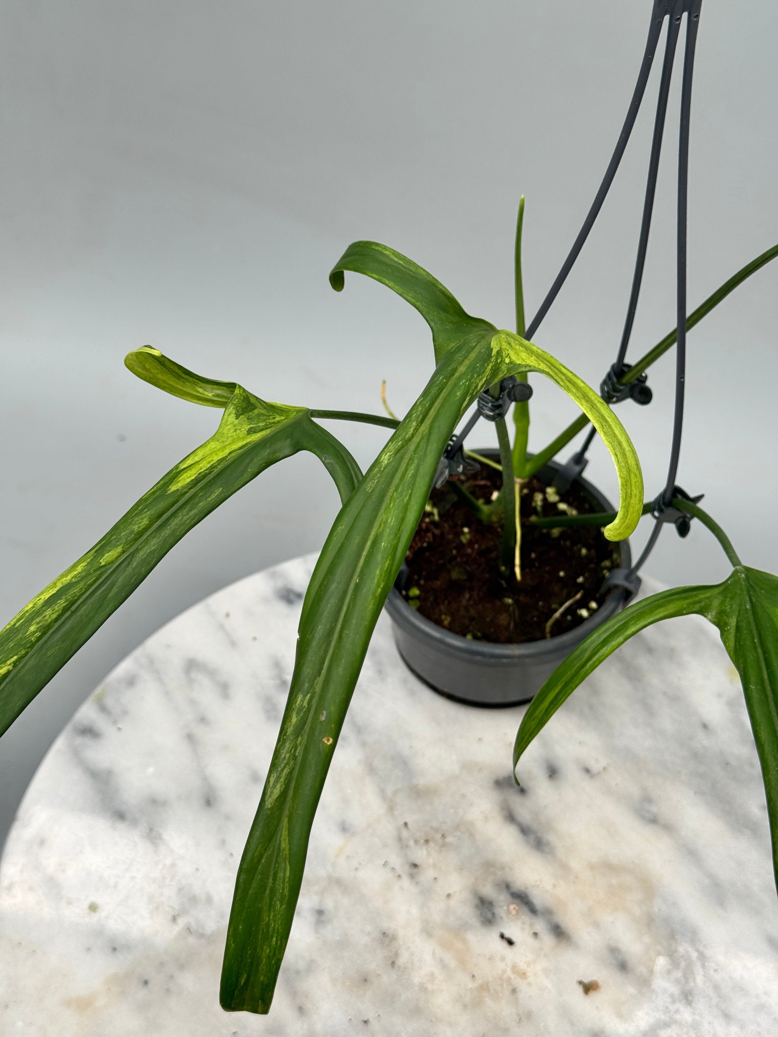anthurium holtonianum Philodendron holtonianum Variegated