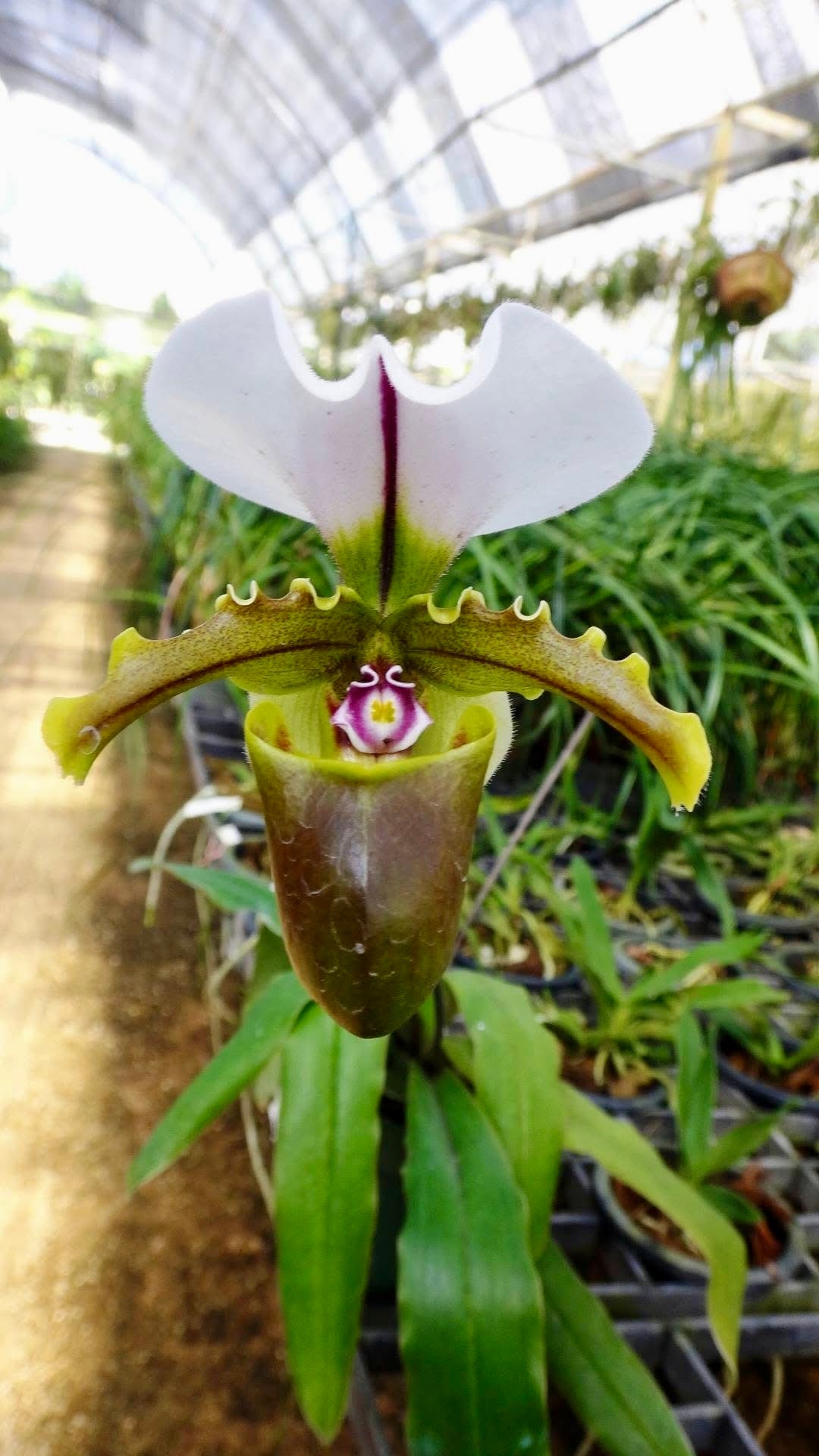 Paphiopedilum spicerianum