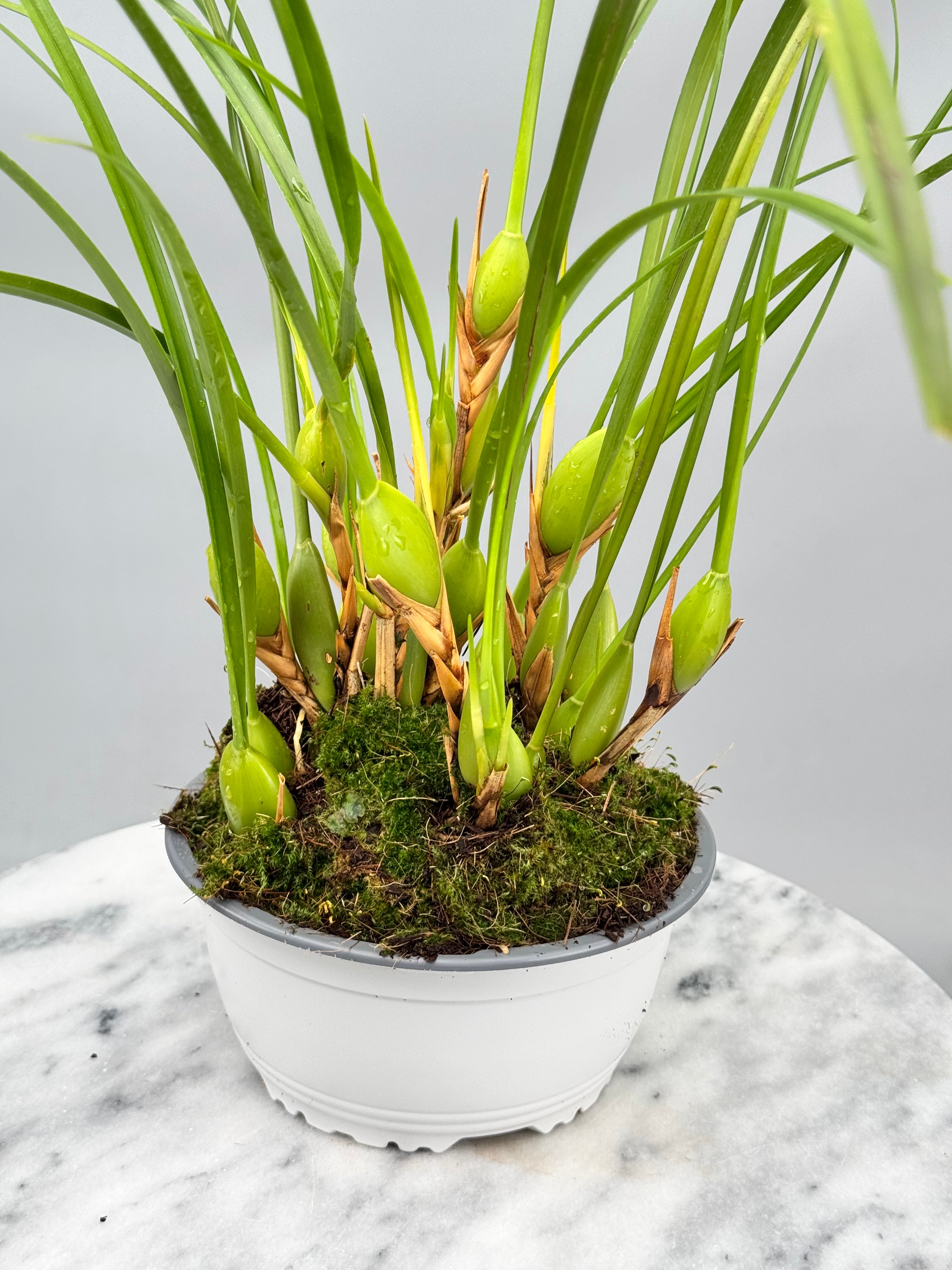 Maxillaria tenuifolia ‘Dark 2nd generation’ "Big Plant"