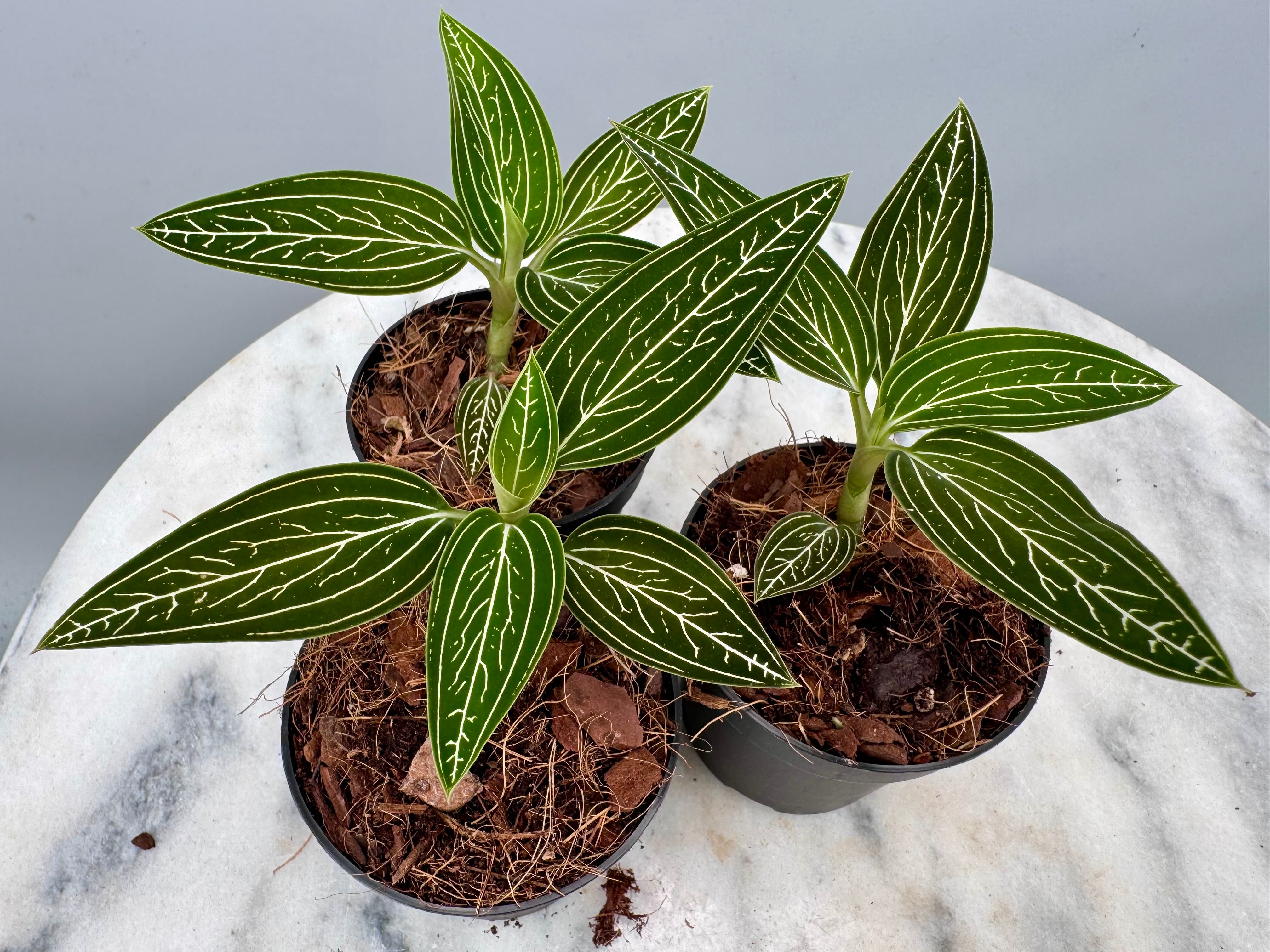Ludisia discolor var. alba 'Platinum Vein' (MC)