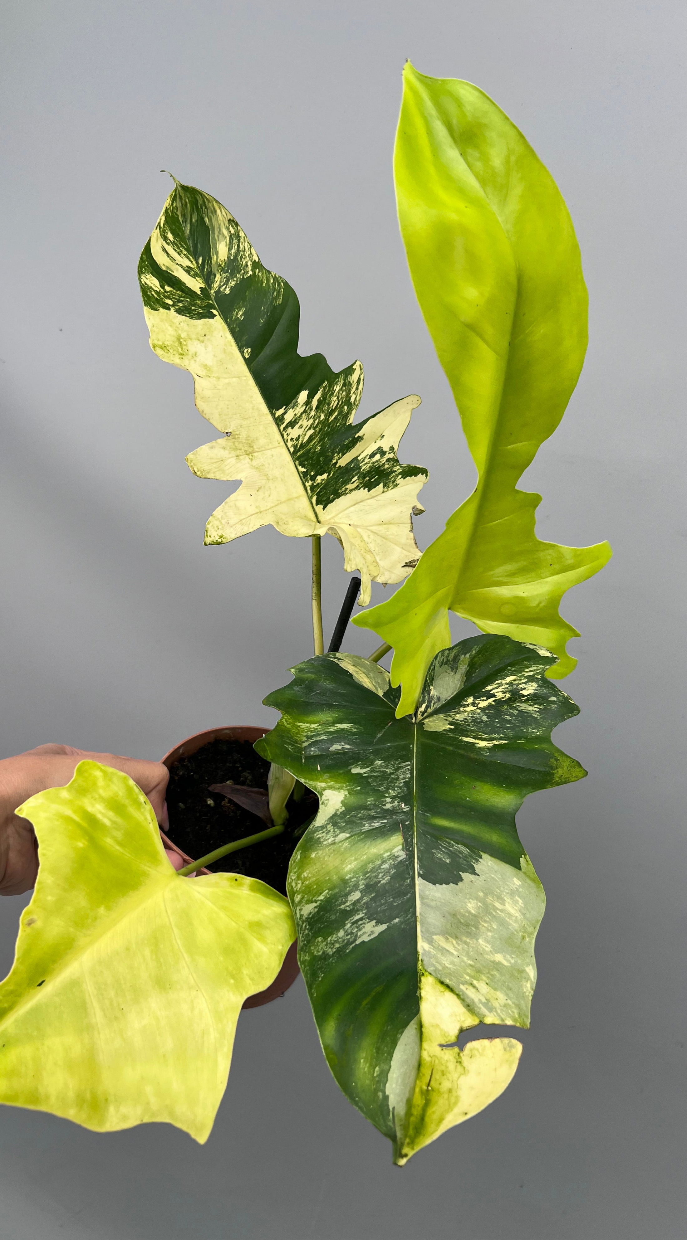 Philodendron Florida Beauty Variegata X Bob Cee Variegata